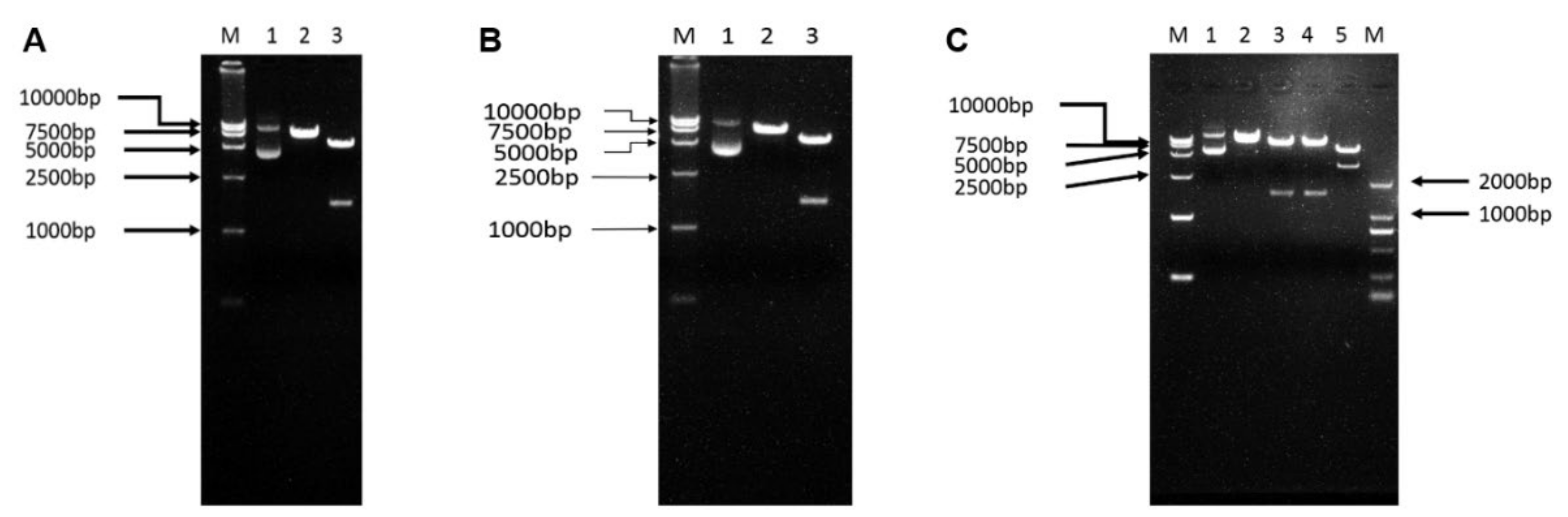 Viruses 14 02707 g002