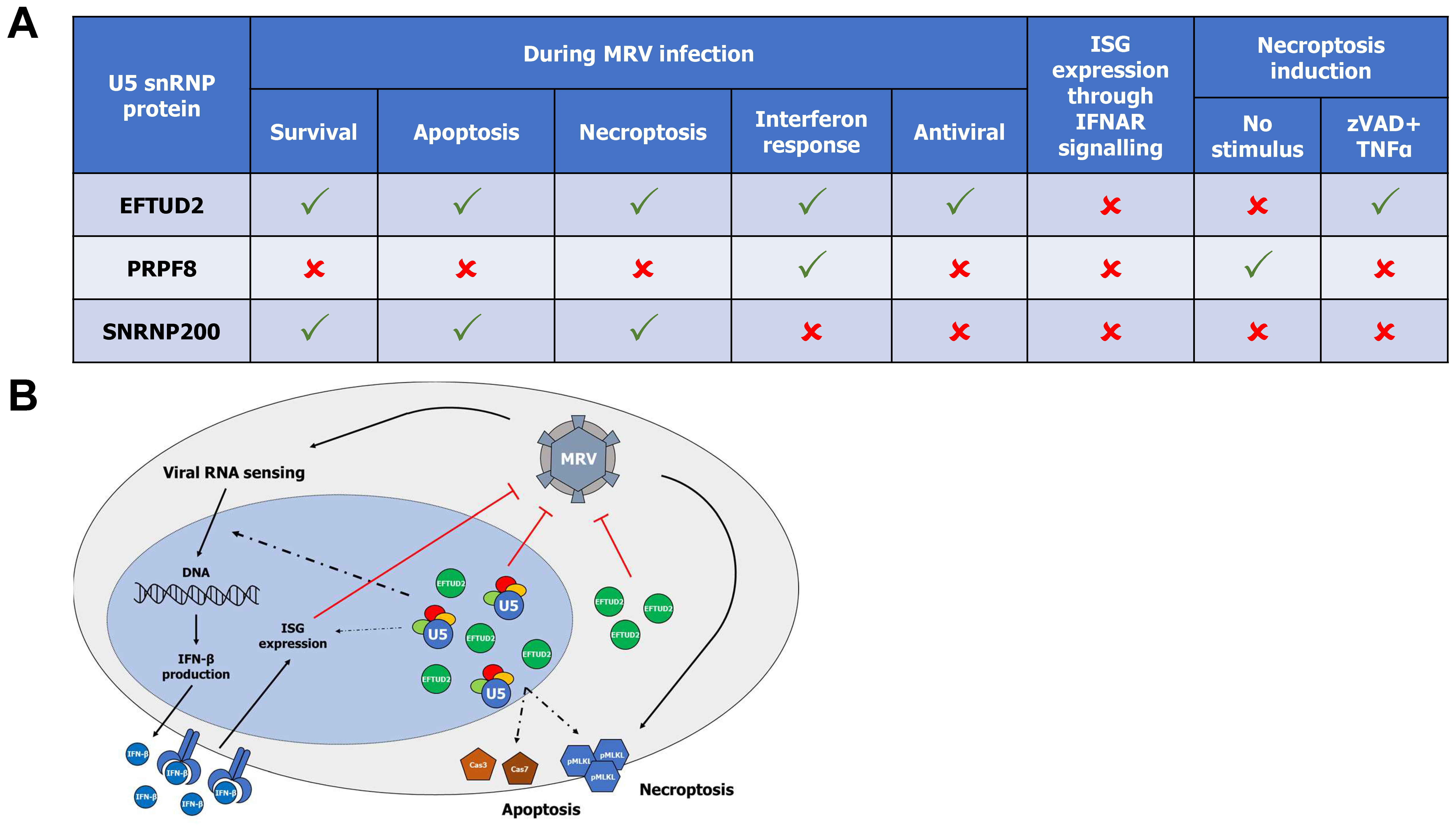 Viruses 14 02710 g007 Viruses 14 02710 g007