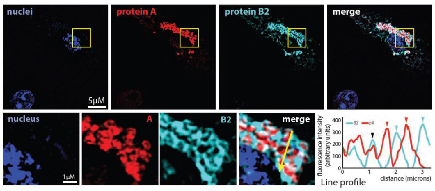 Viruses 14 02711 g002