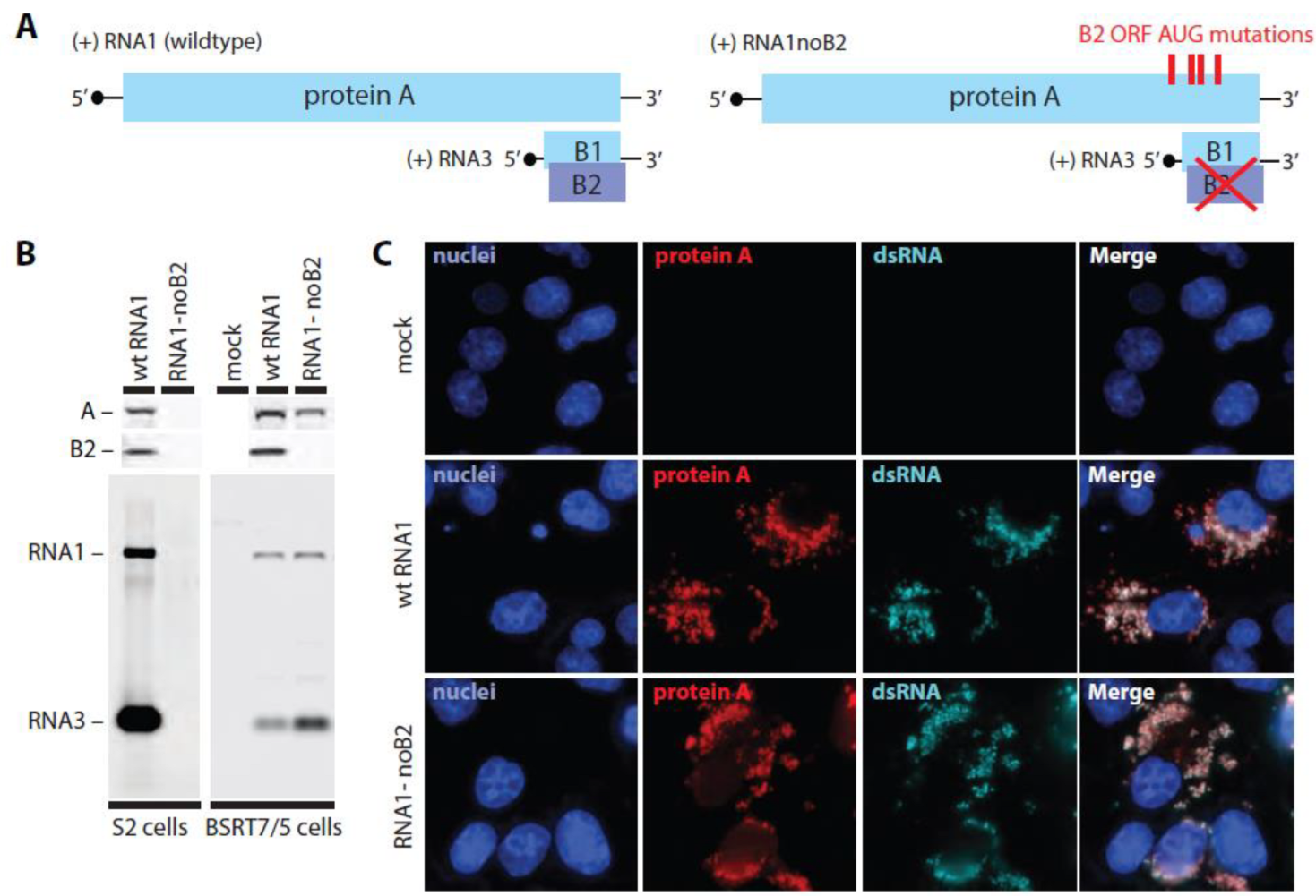 Viruses 14 02711 g004