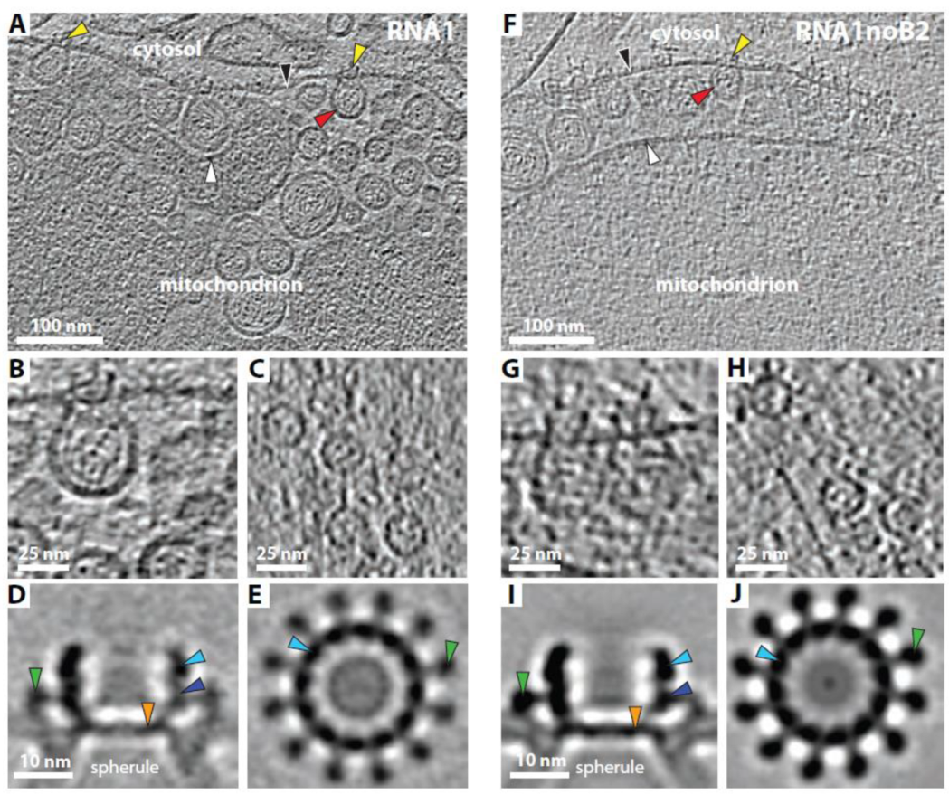 Viruses 14 02711 g005