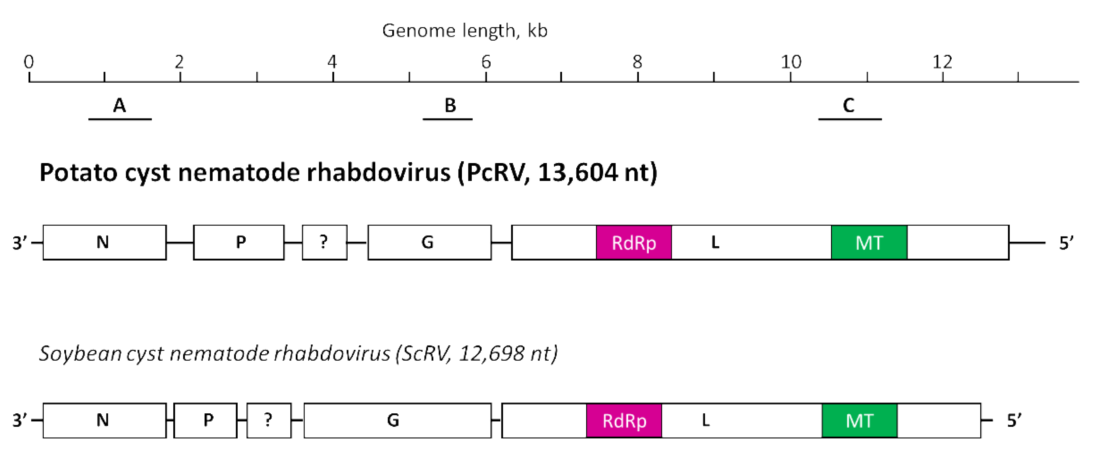 Viruses 14 02718 g001 Viruses 14 02718 g001