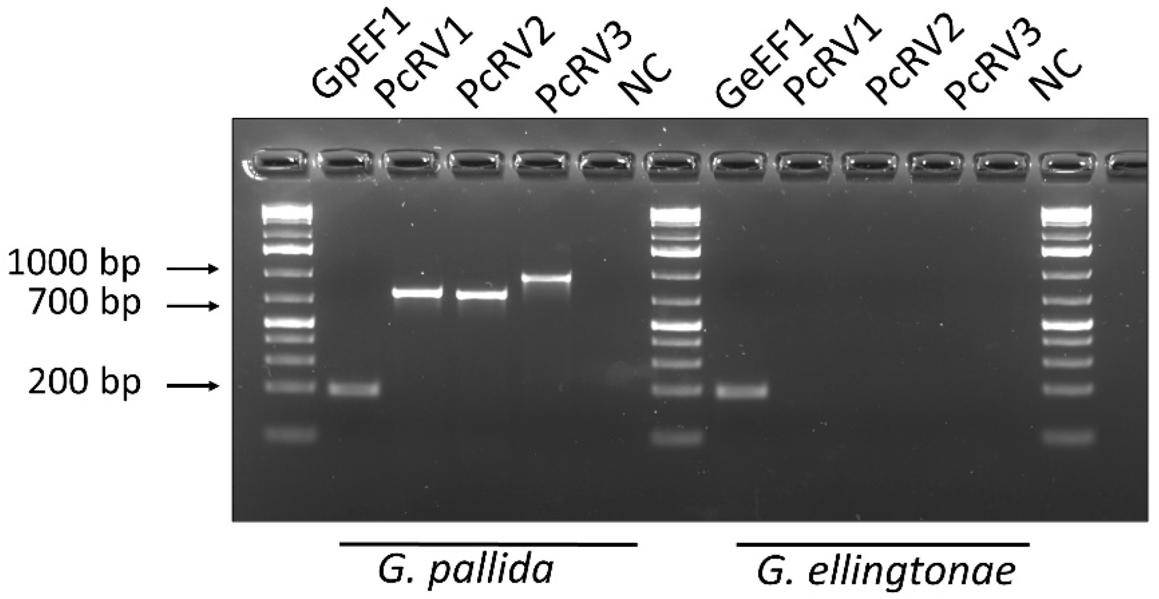 Viruses 14 02718 g002 Viruses 14 02718 g002