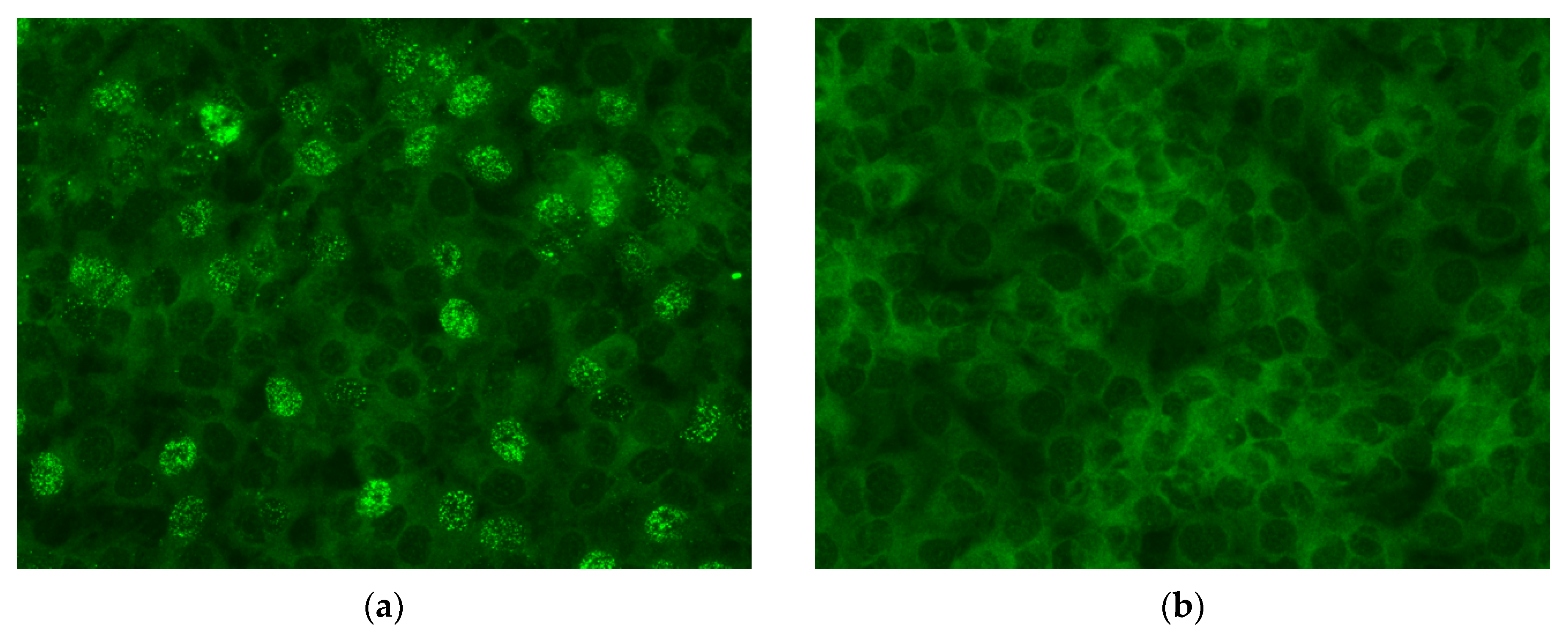 Viruses 14 02721 g001a Viruses 14 02721 g001a