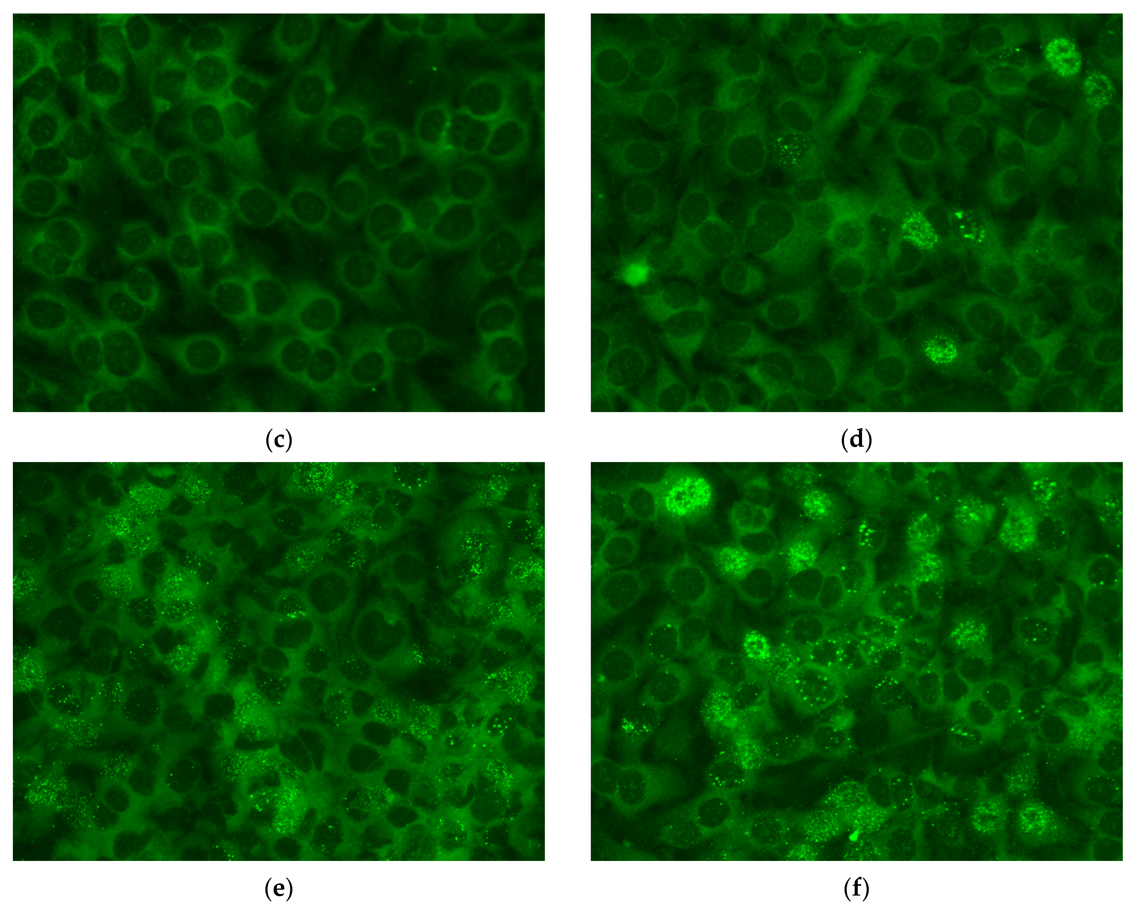 Viruses 14 02721 g001b Viruses 14 02721 g001b