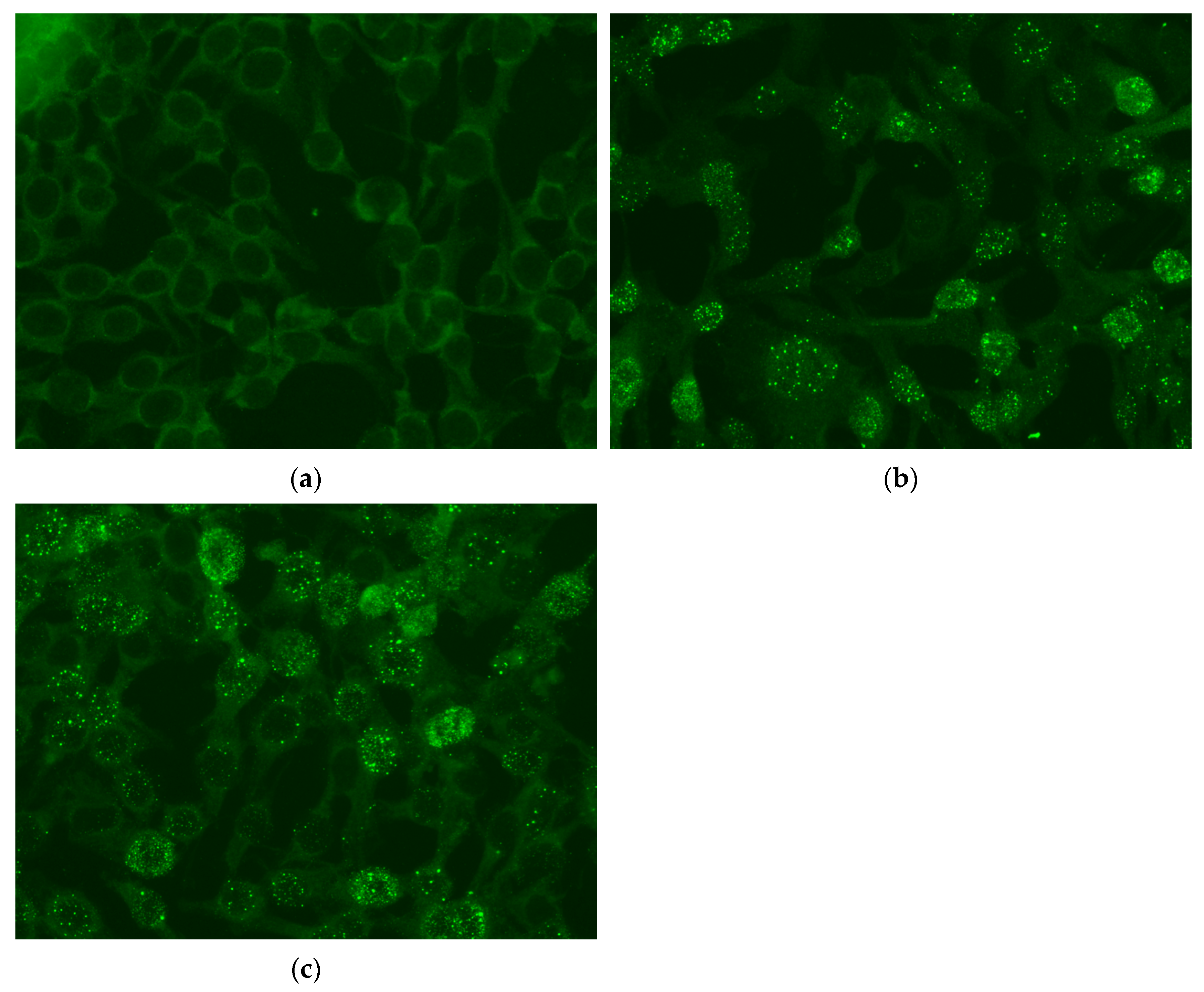 Viruses 14 02721 g002 Viruses 14 02721 g002