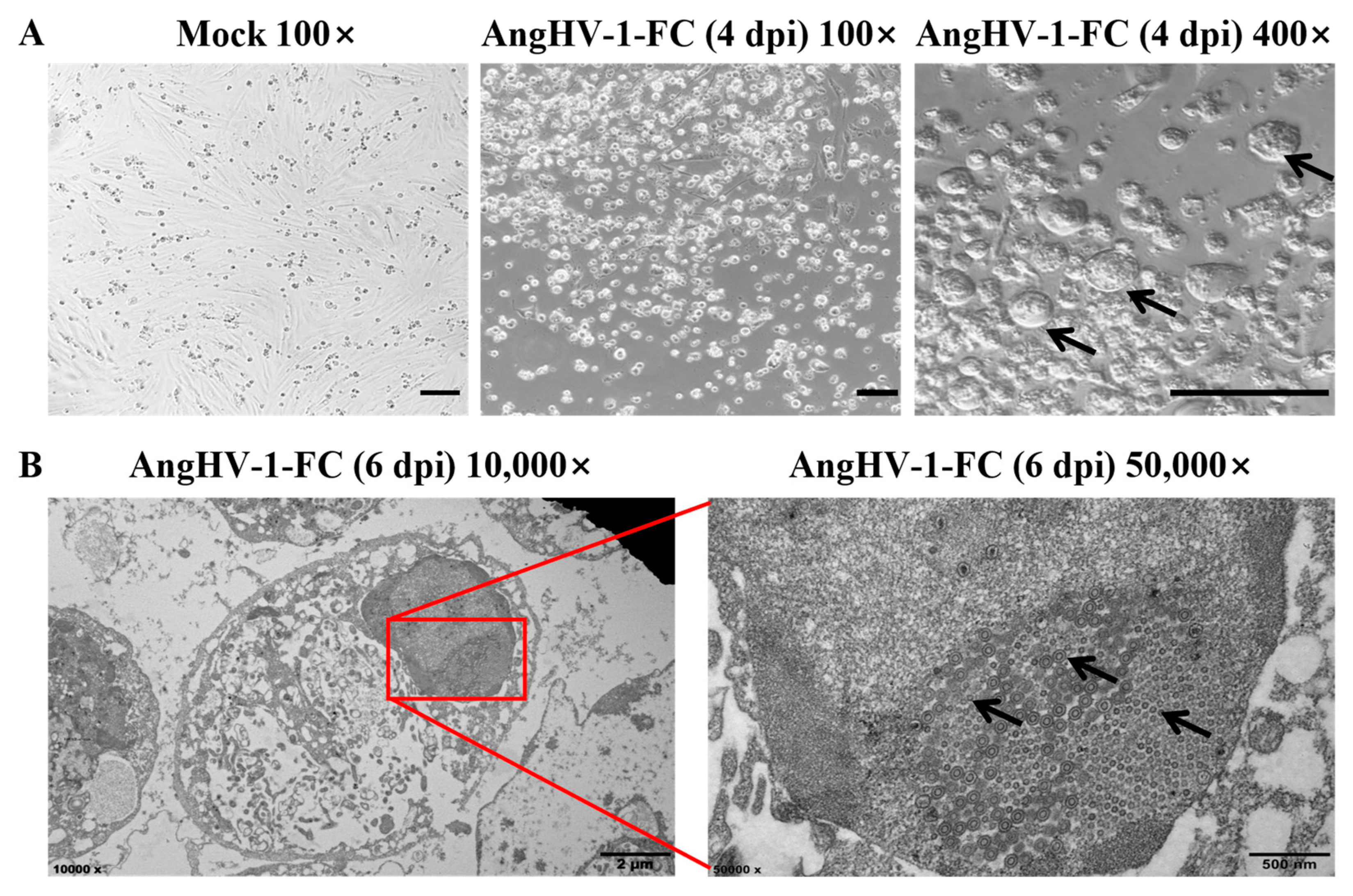 Viruses 14 02722 g002