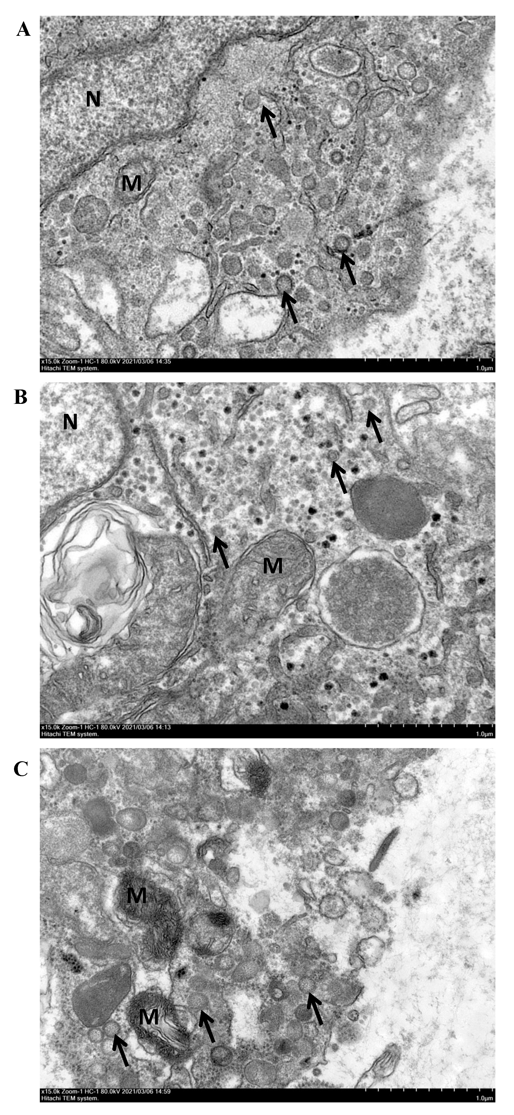 Viruses 14 02722 g005