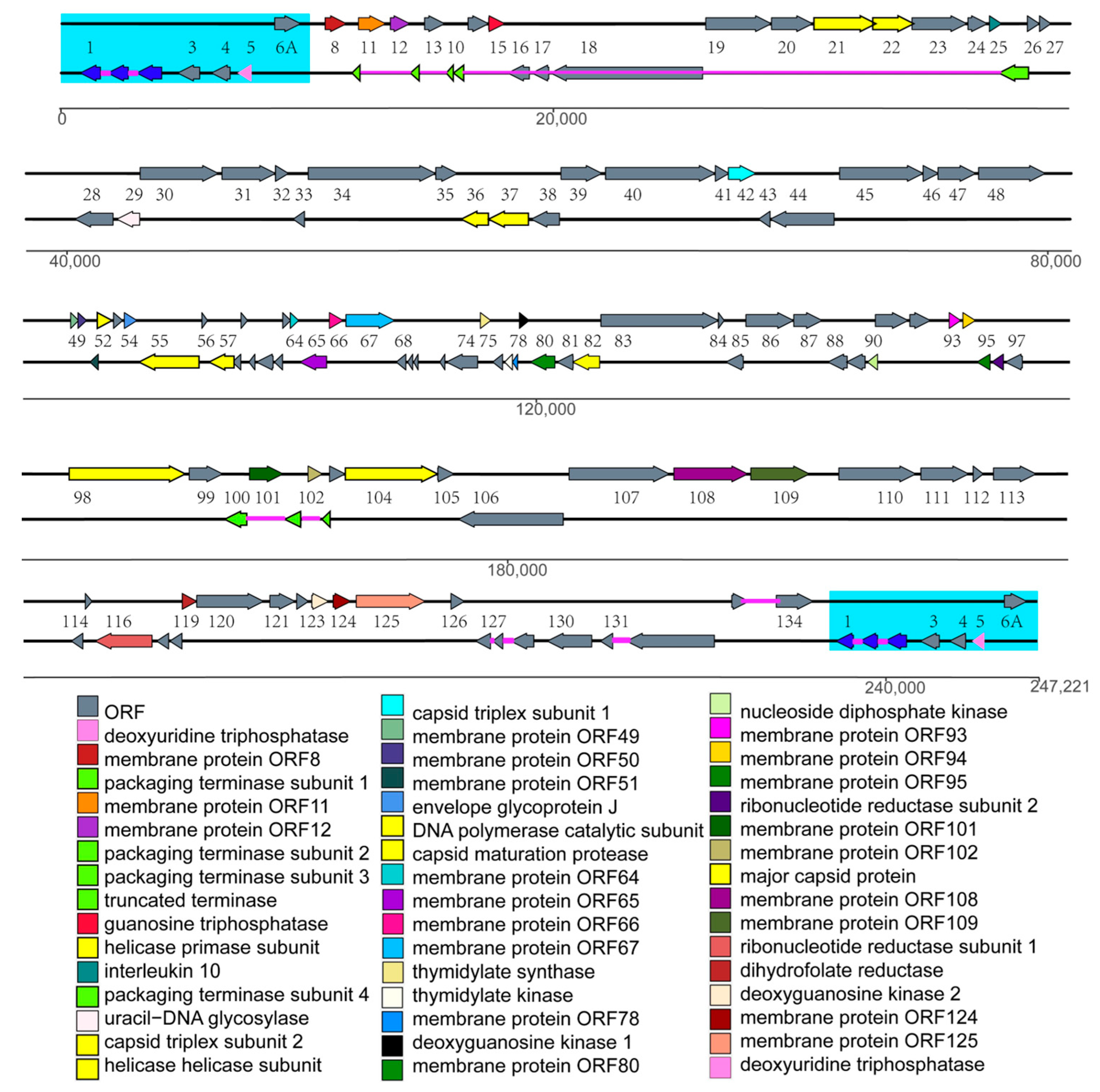Viruses 14 02722 g006