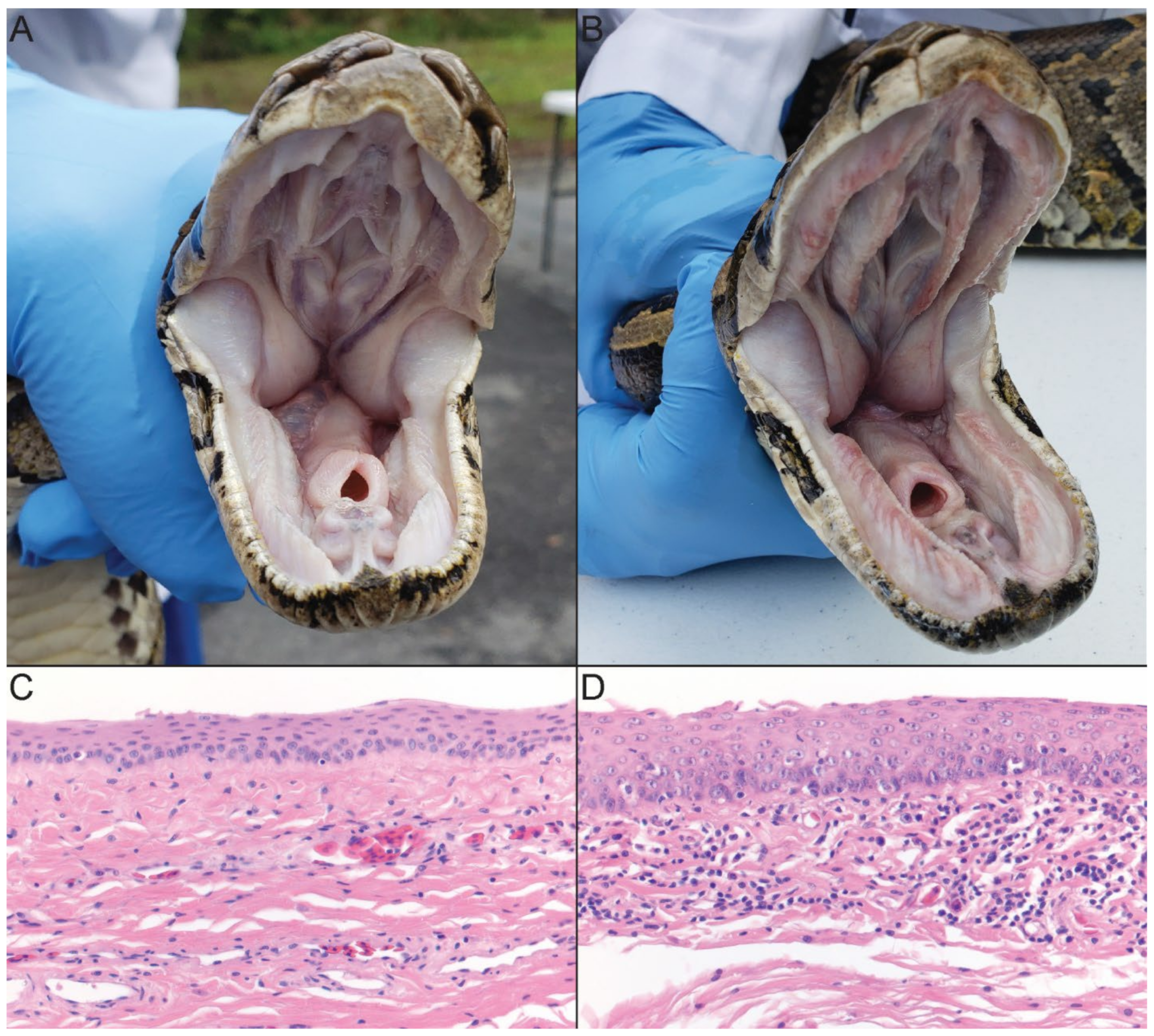 Viruses 14 02726 g004