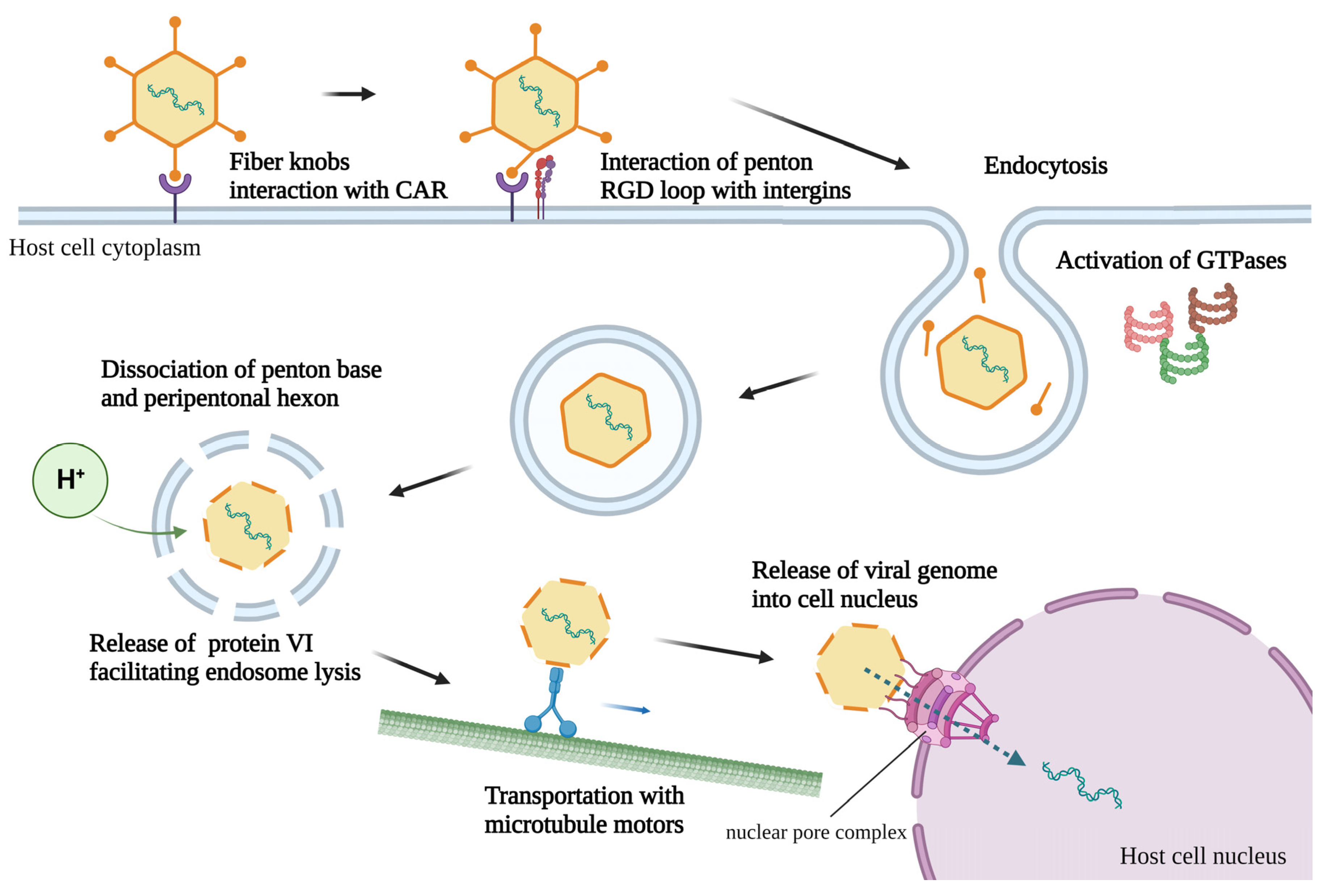 Viruses 14 02727 g002