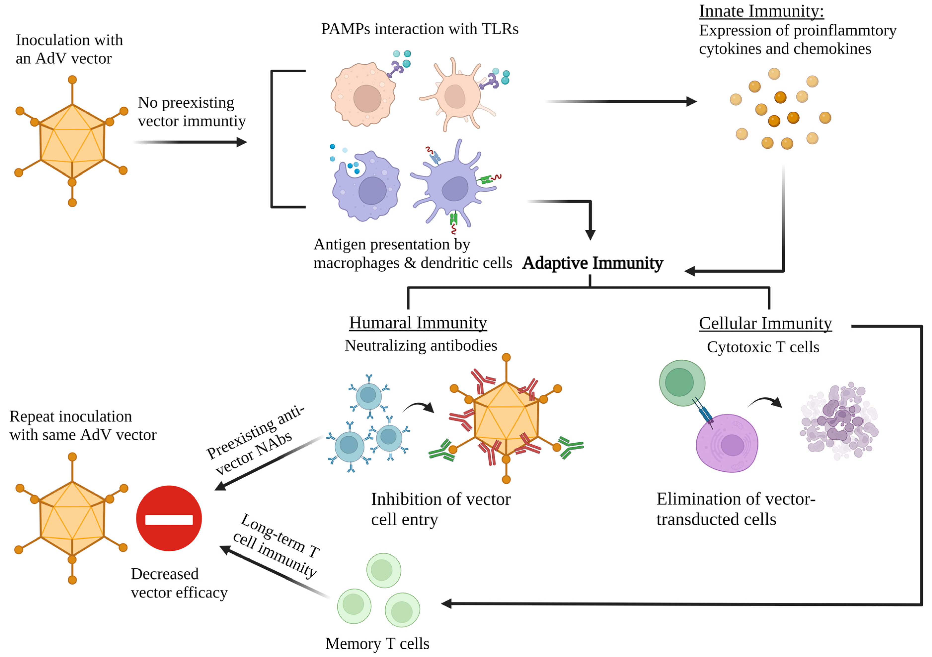 Viruses 14 02727 g003