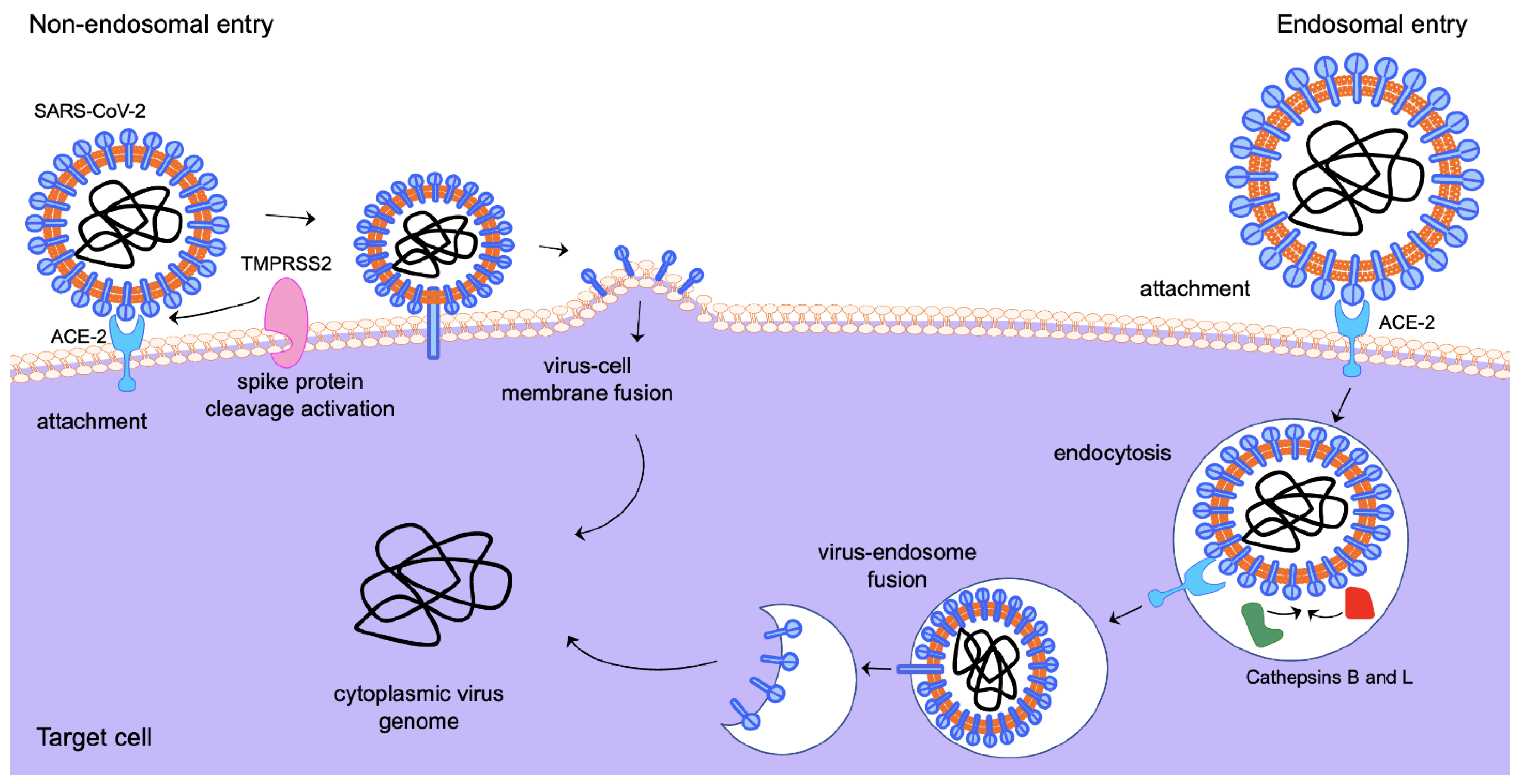 Viruses 14 02728 g001 Viruses 14 02728 g001