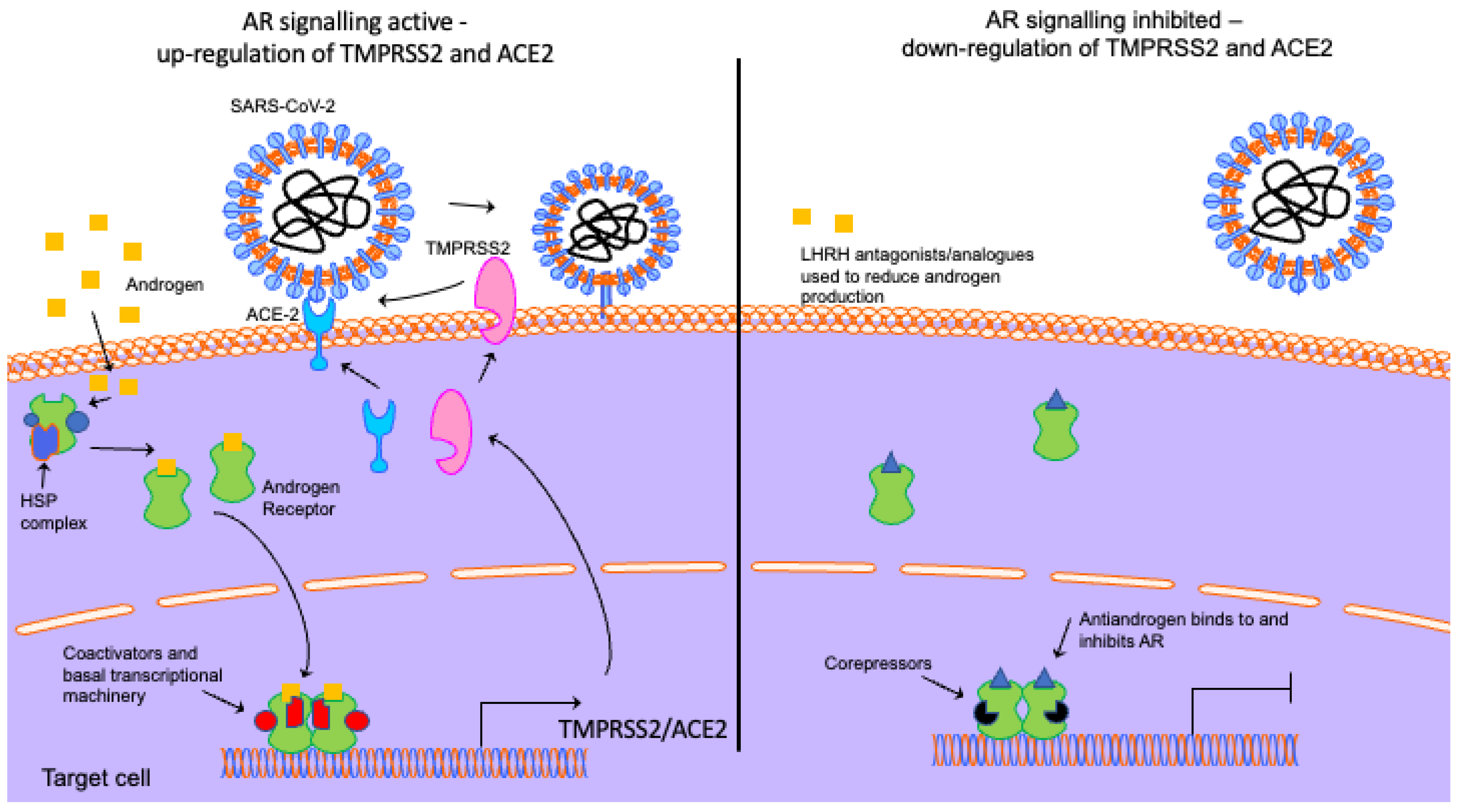 Viruses 14 02728 g002 Viruses 14 02728 g002