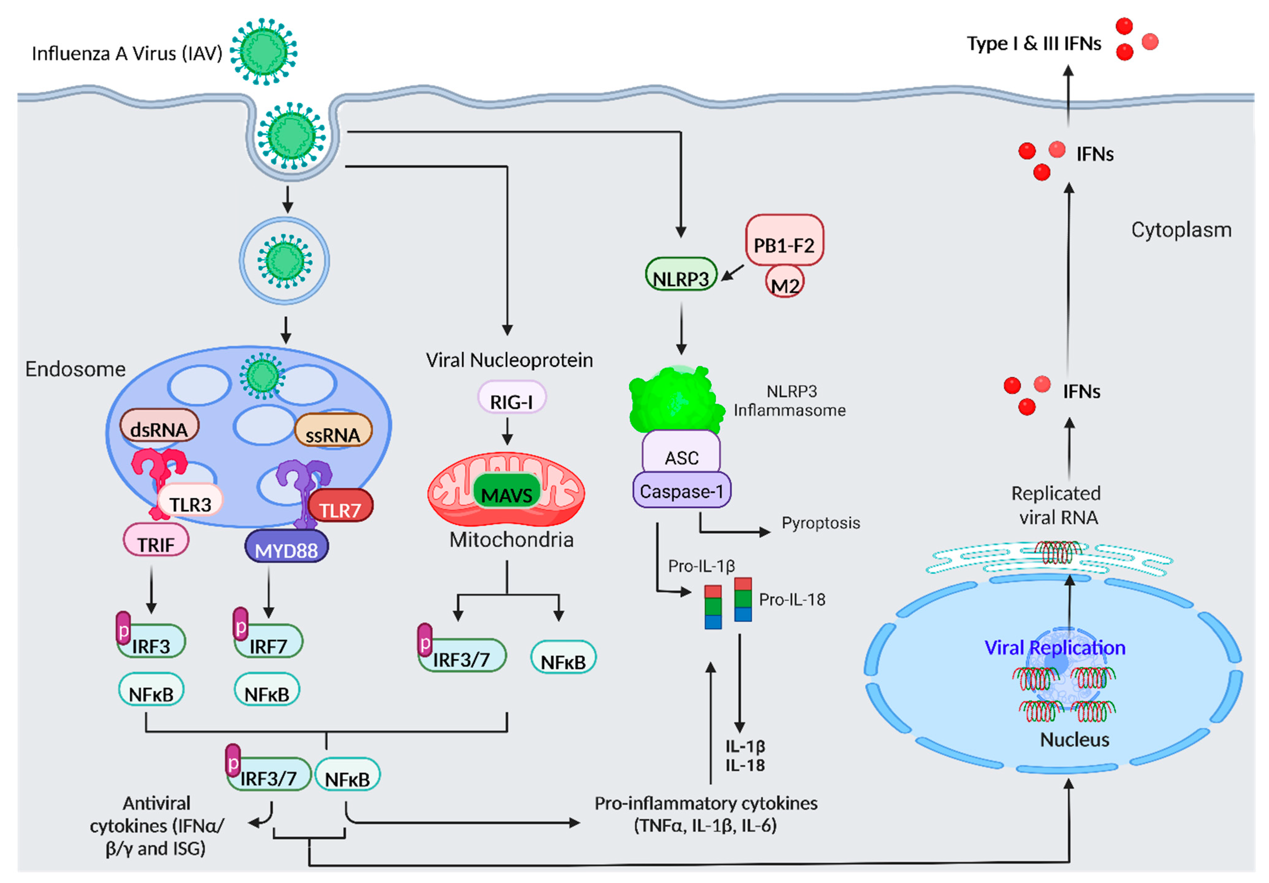 Viruses 14 02729 g001 Viruses 14 02729 g001