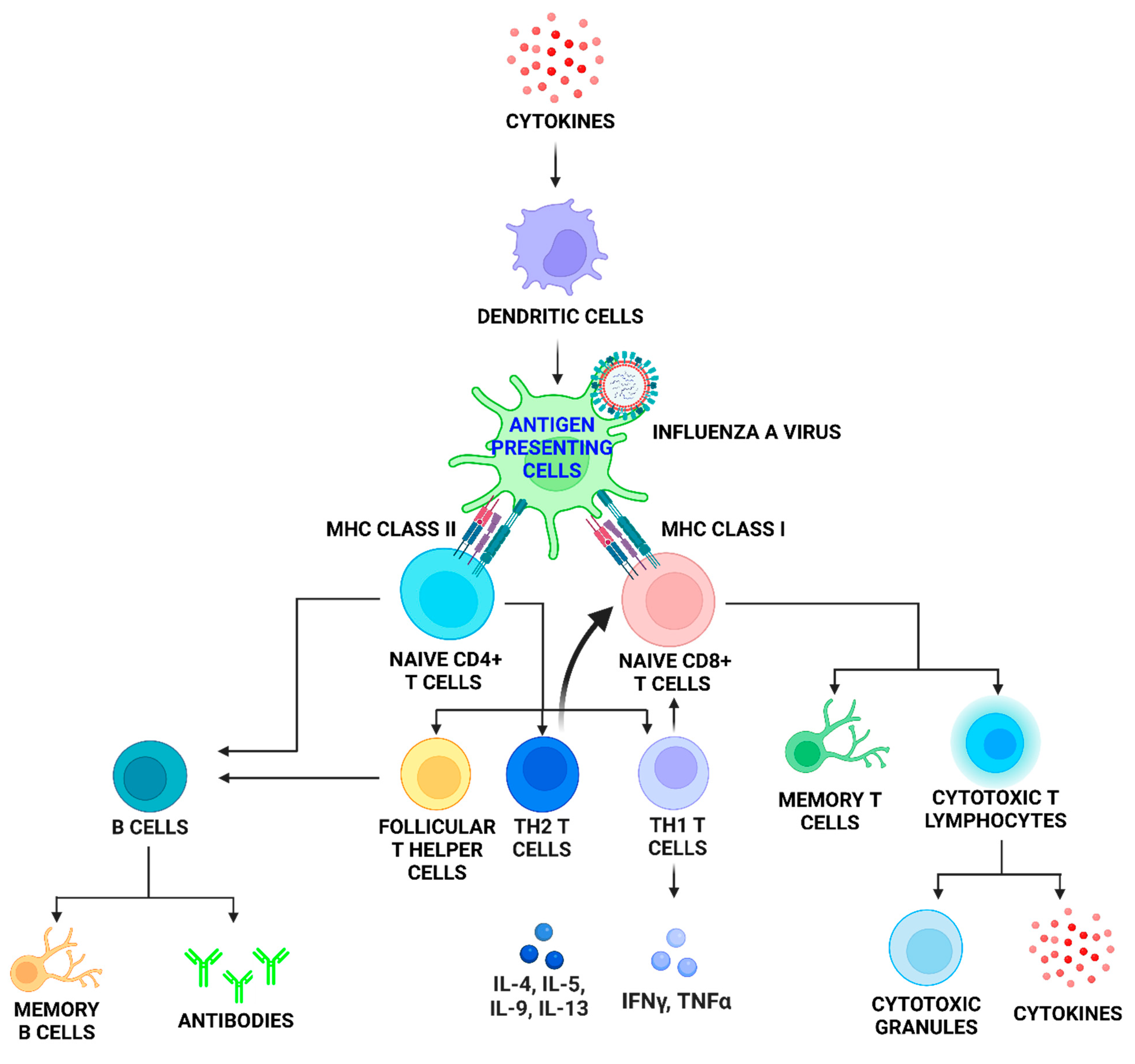 Viruses 14 02729 g002 Viruses 14 02729 g002