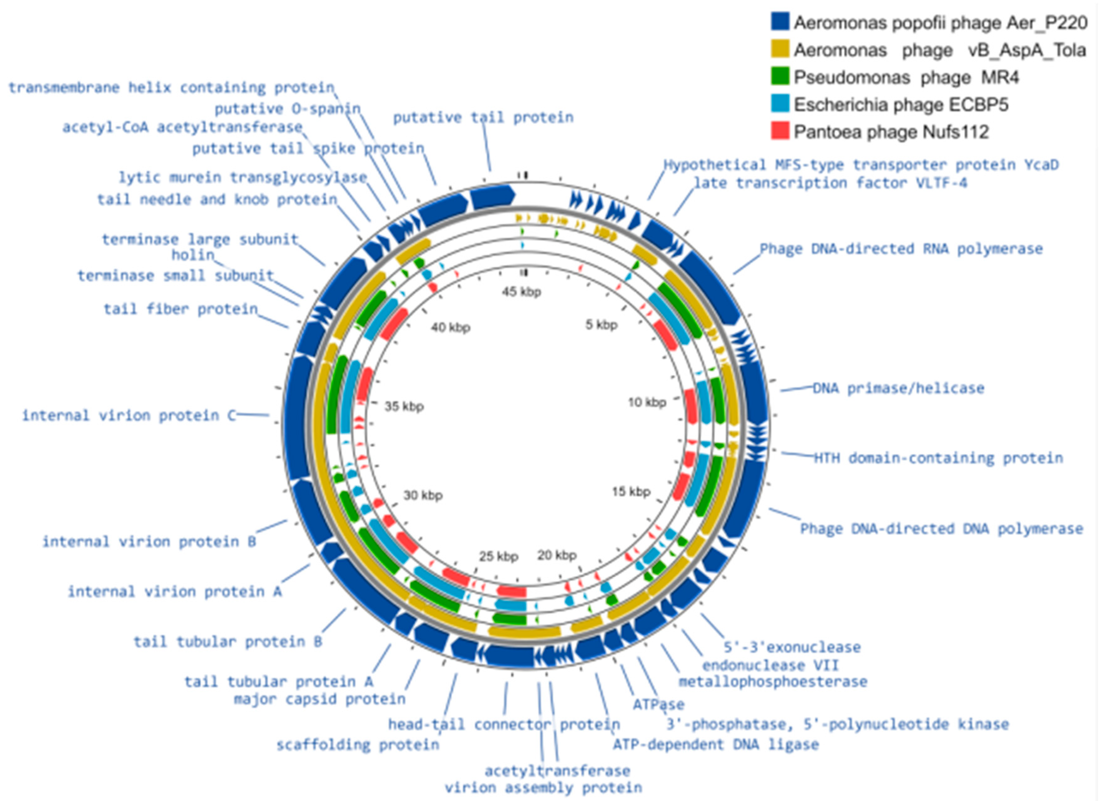 Viruses 14 02733 g002