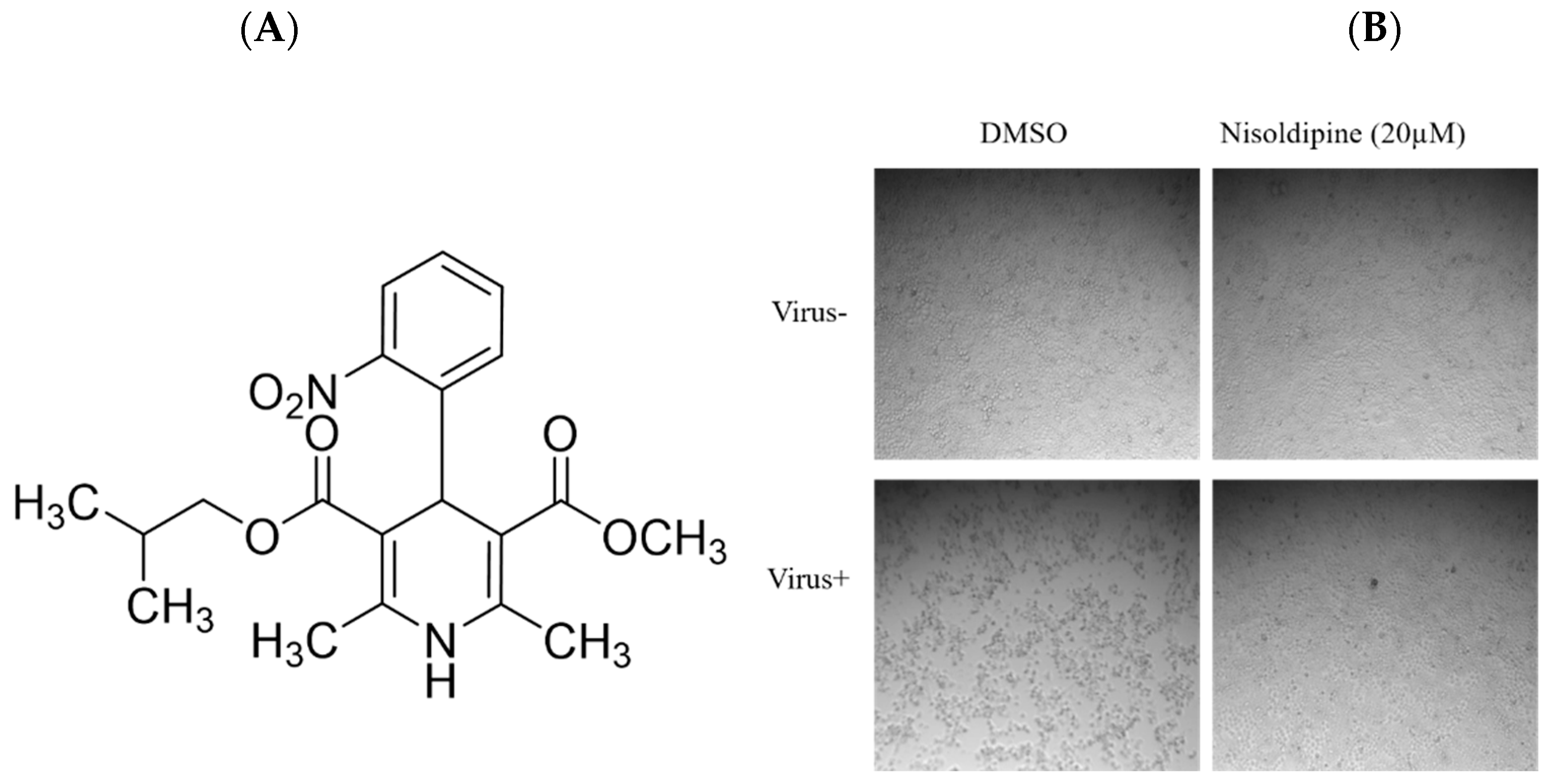 Viruses 14 02738 g001a Viruses 14 02738 g001a