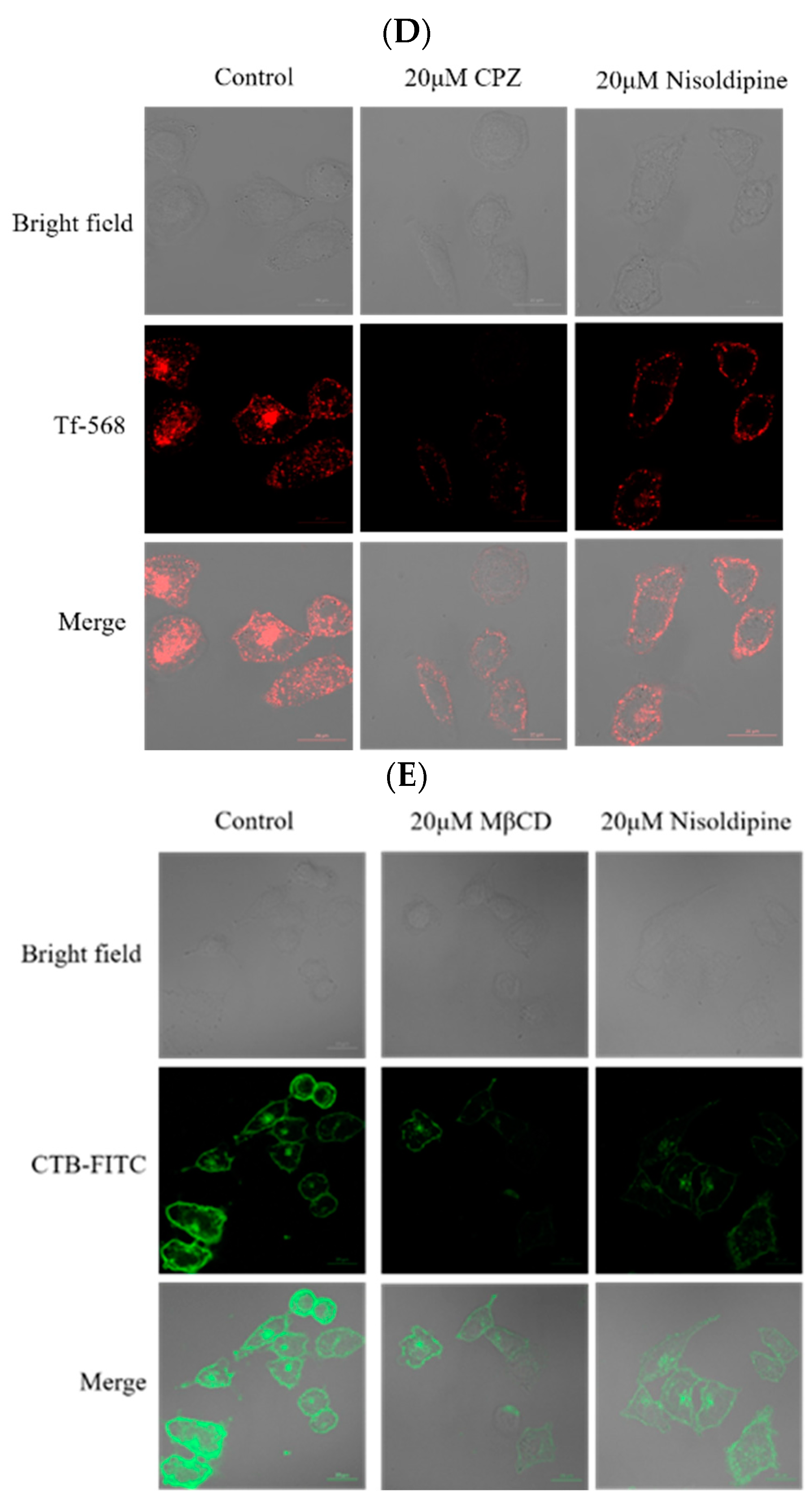 Viruses 14 02738 g004b Viruses 14 02738 g004b
