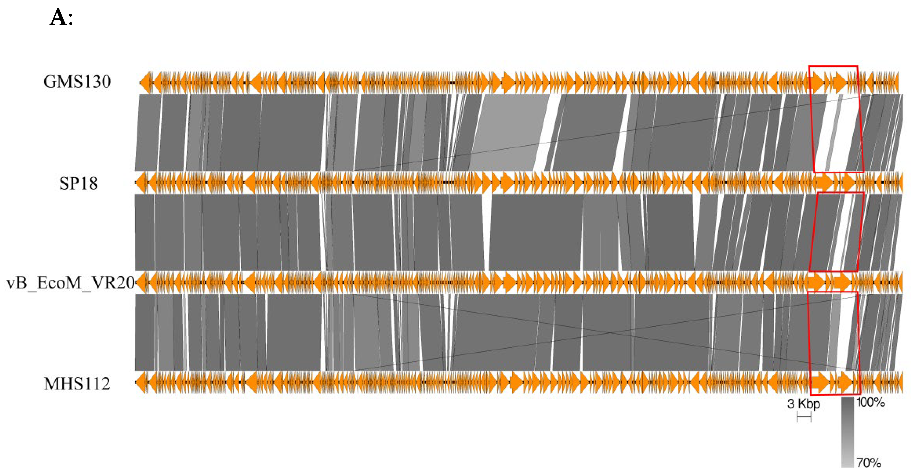 Viruses 14 02740 g003a Viruses 14 02740 g003a