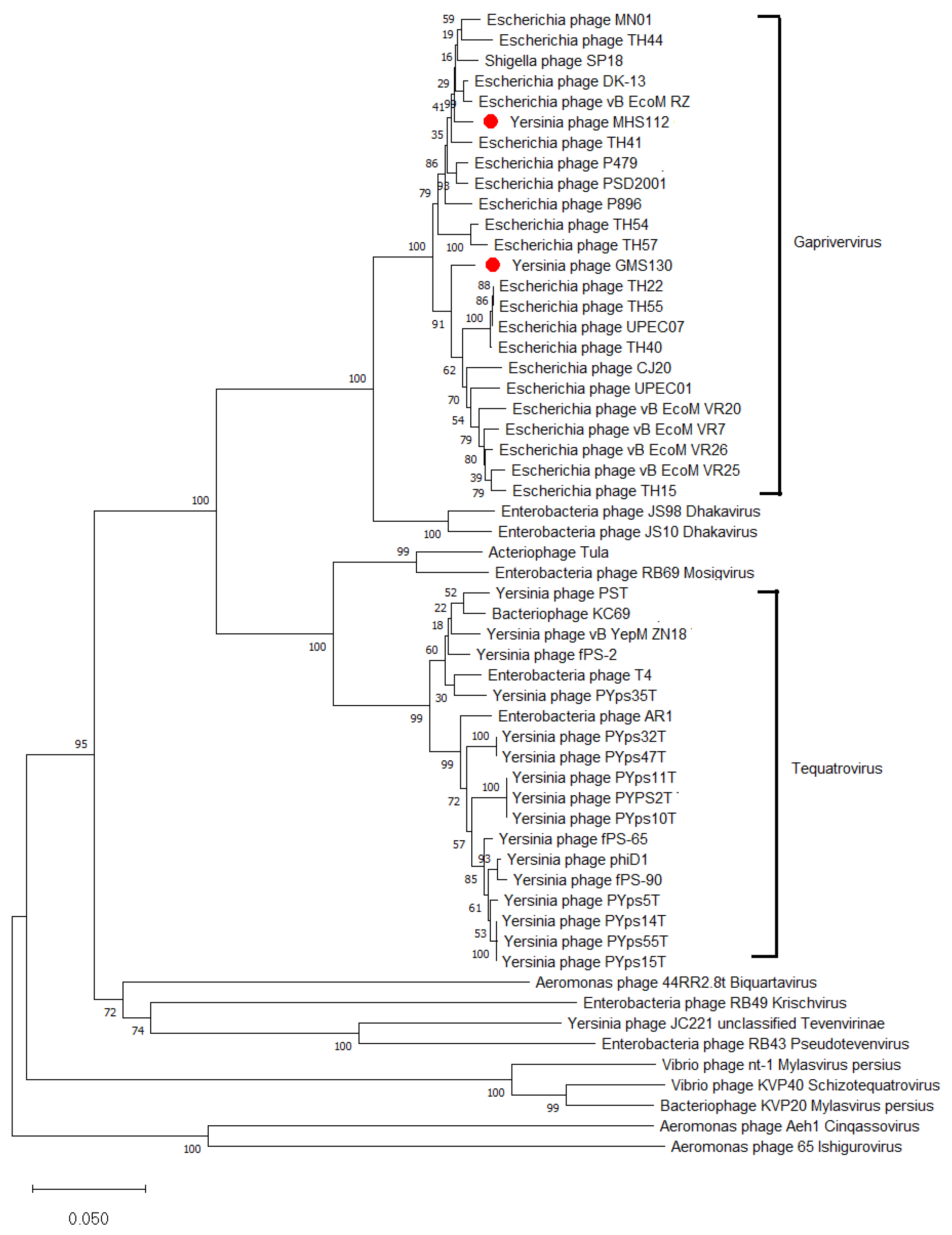 Viruses 14 02740 g004 Viruses 14 02740 g004