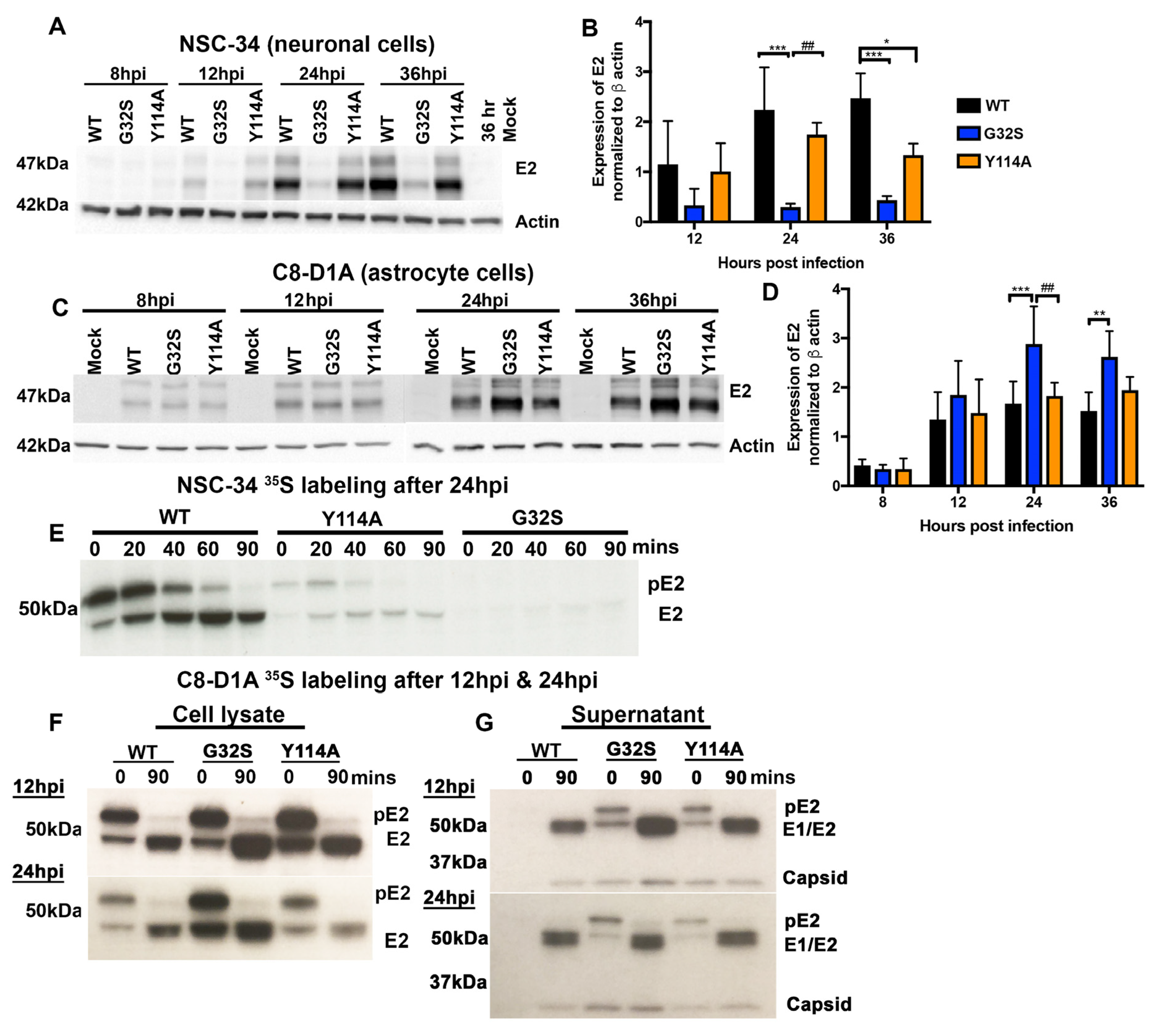Viruses 14 02744 g005 Viruses 14 02744 g005