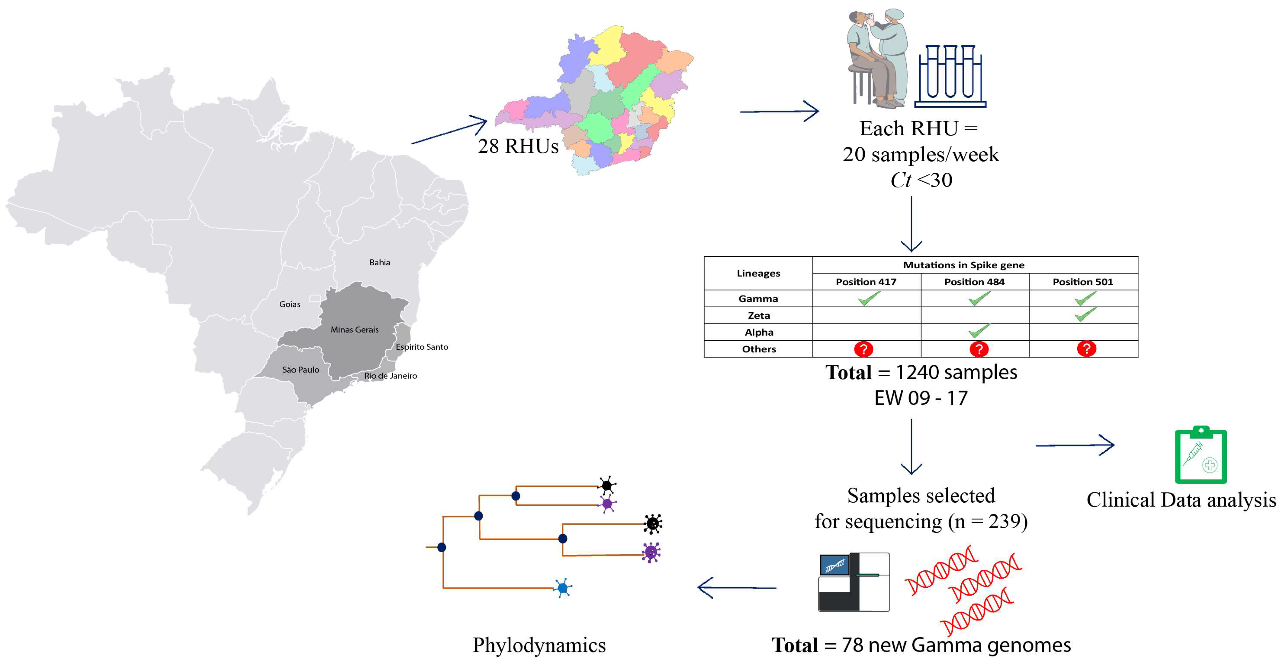 Viruses 14 02747 g001