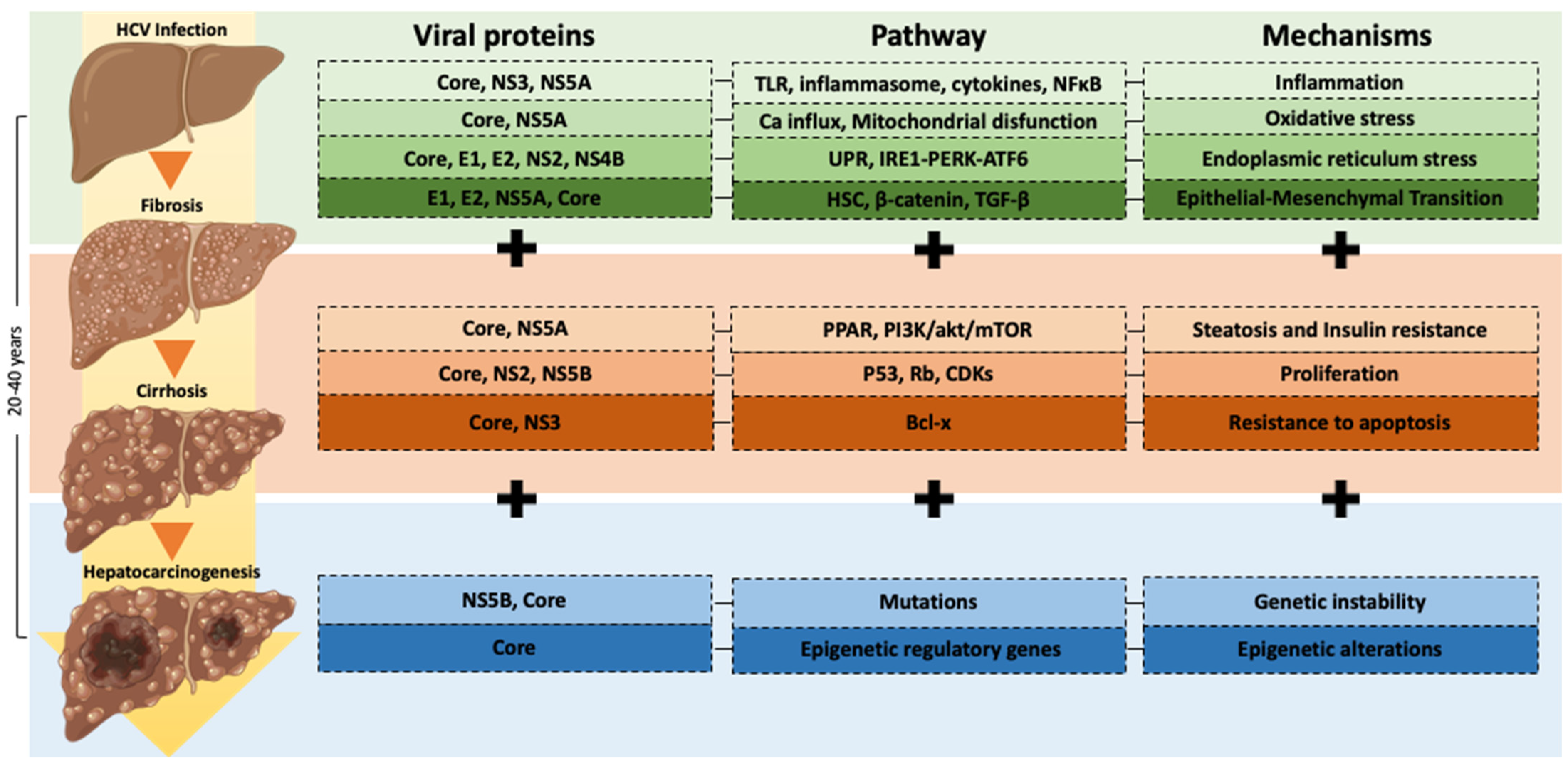 Viruses 14 02762 g001 Viruses 14 02762 g001