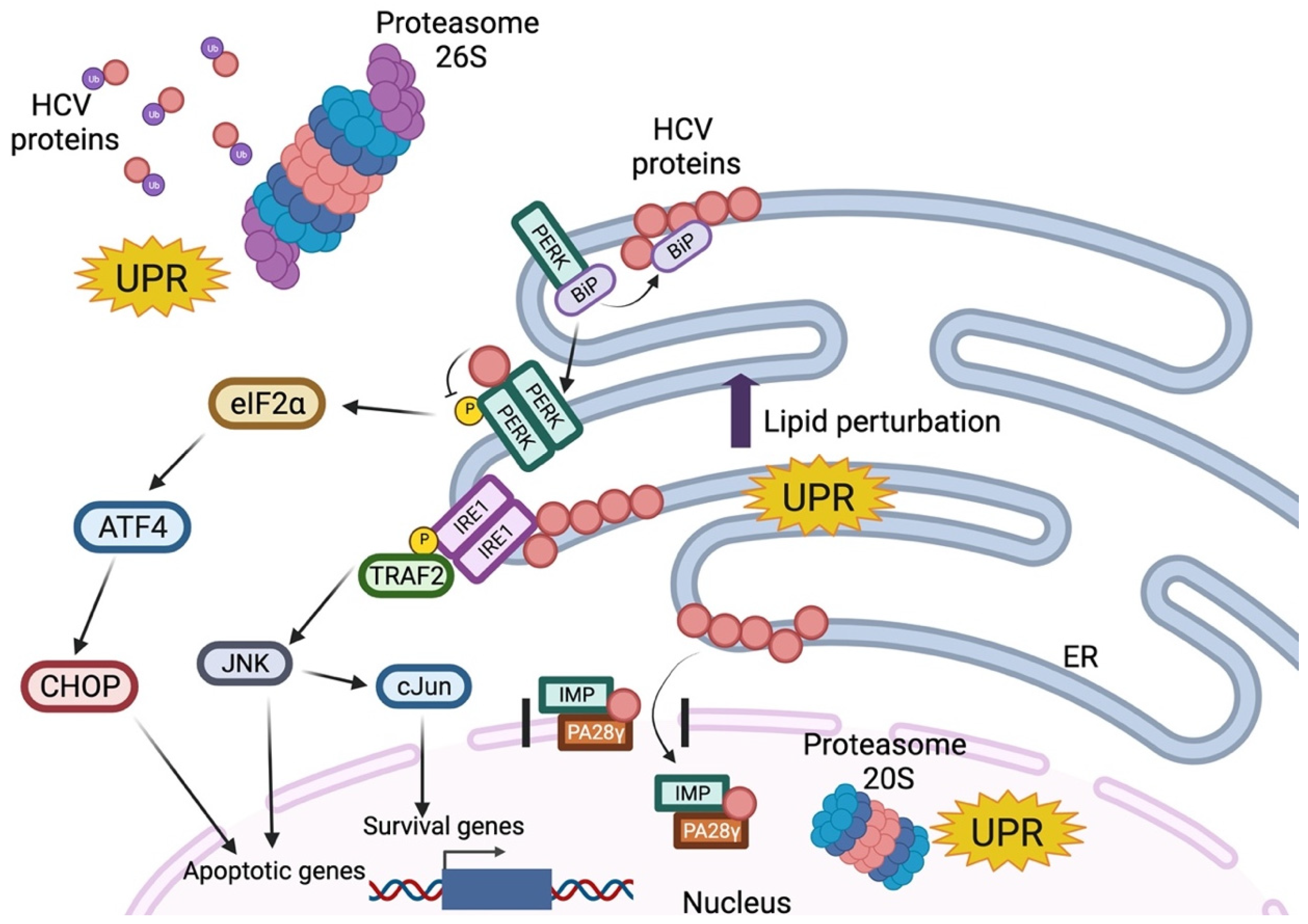Viruses 14 02762 g003 Viruses 14 02762 g003