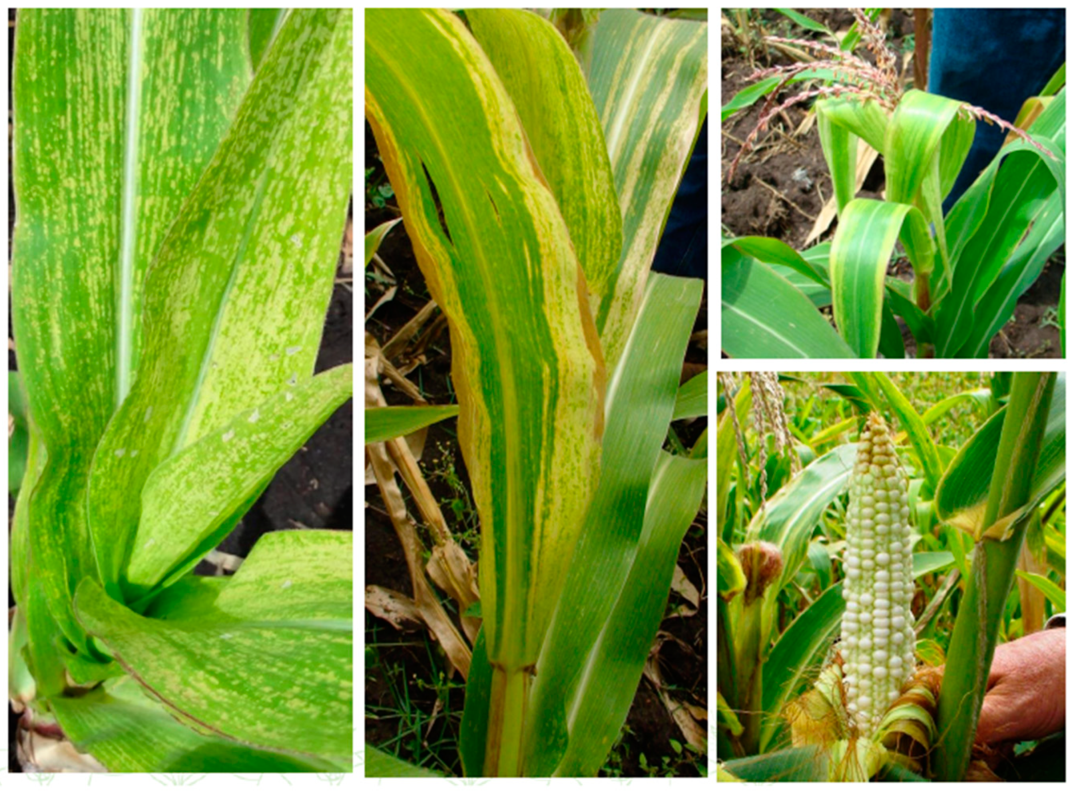 Viruses 14 02765 g002 Viruses 14 02765 g002