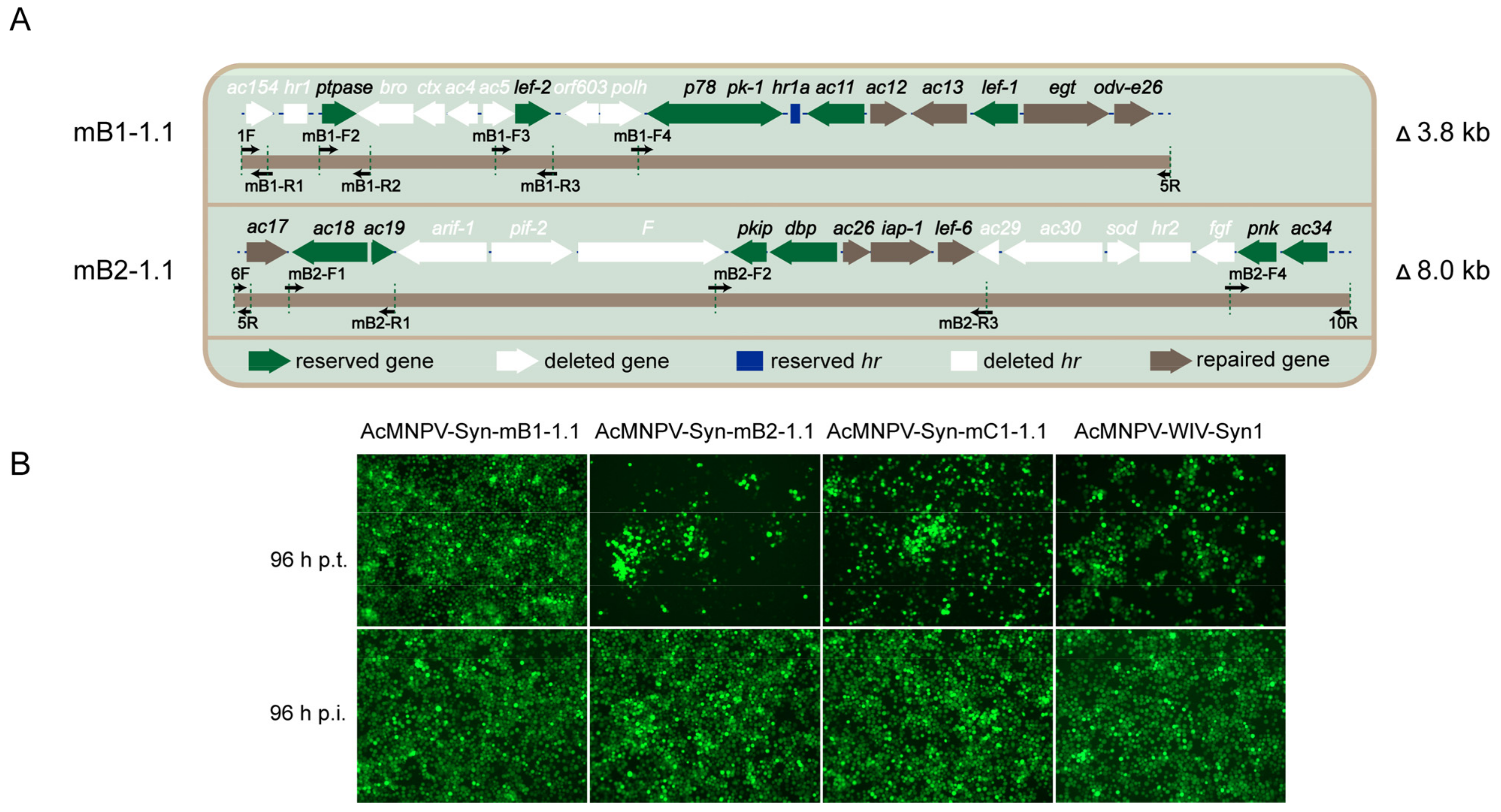 Viruses 14 02780 g003