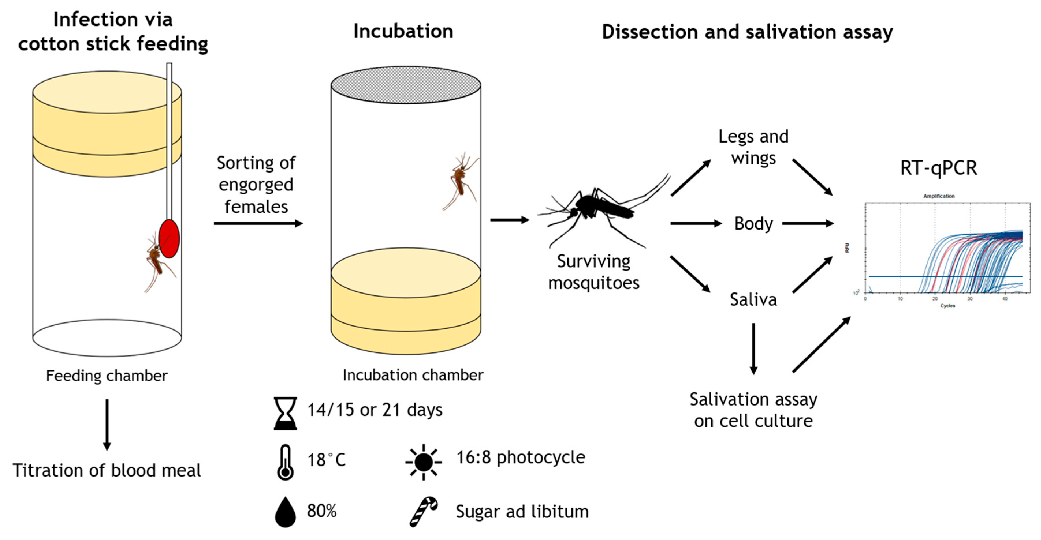 Viruses 14 02787 g002 Viruses 14 02787 g002