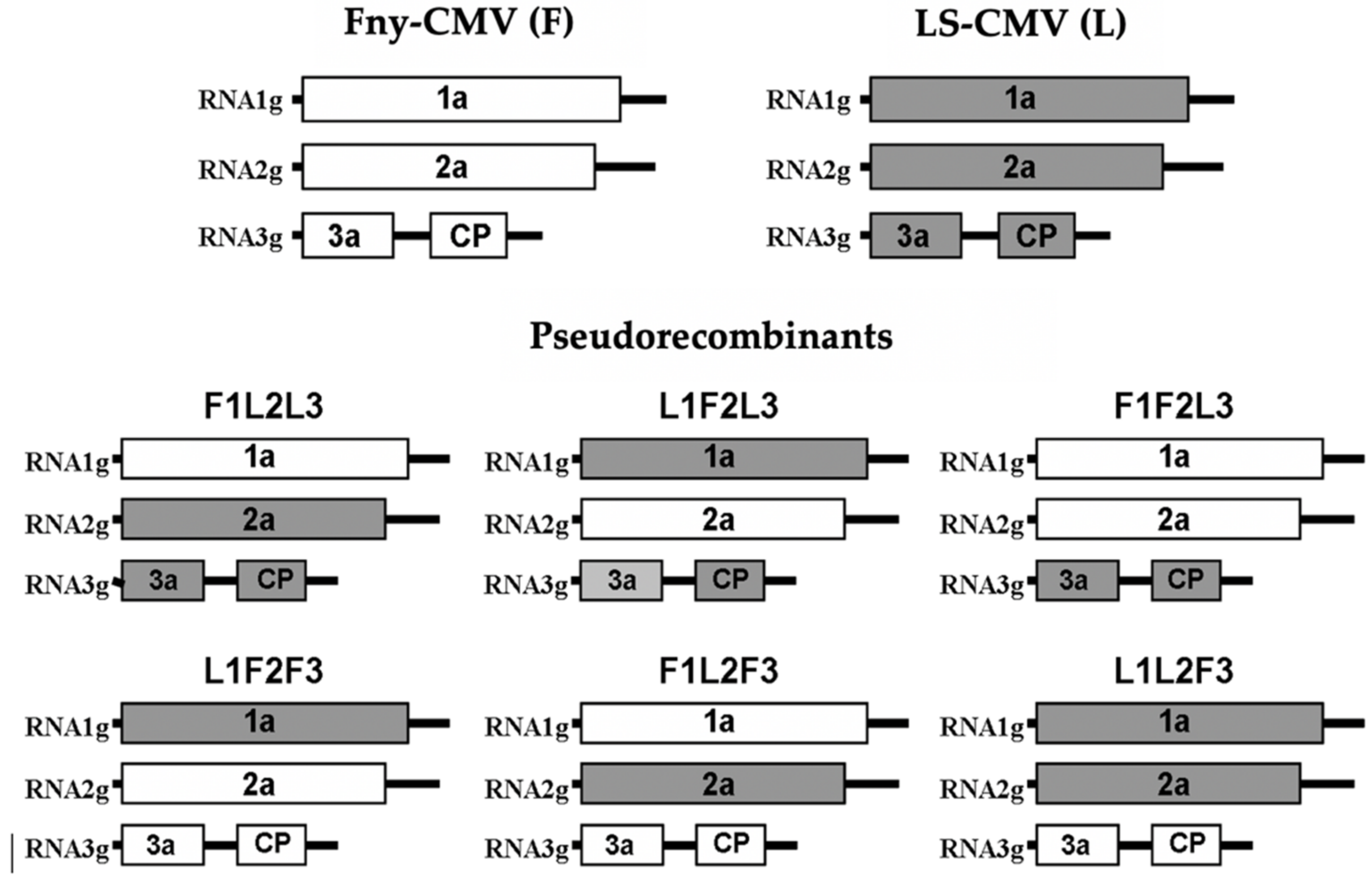 Viruses 14 02790 g001