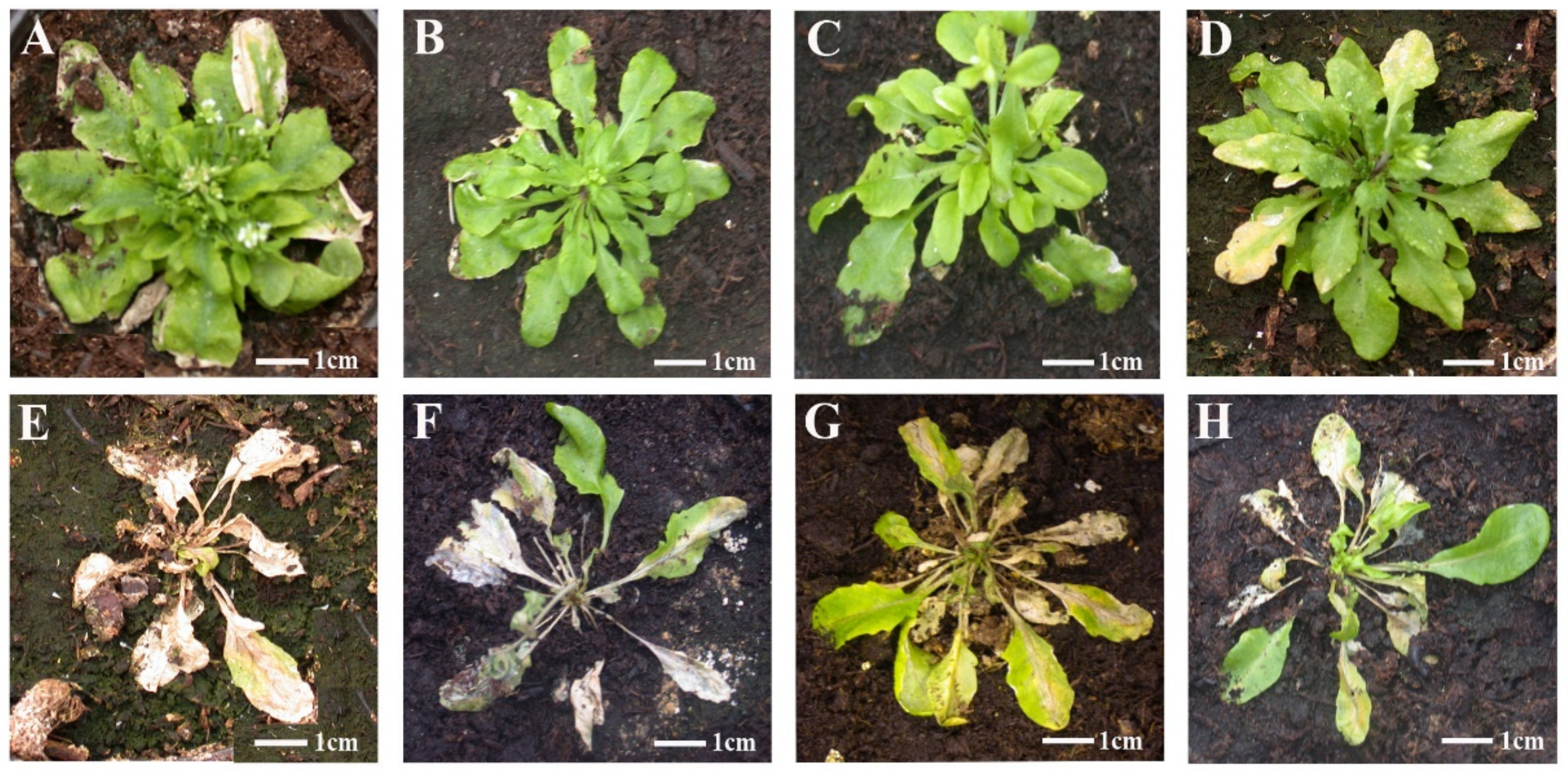 Viruses 14 02790 g003