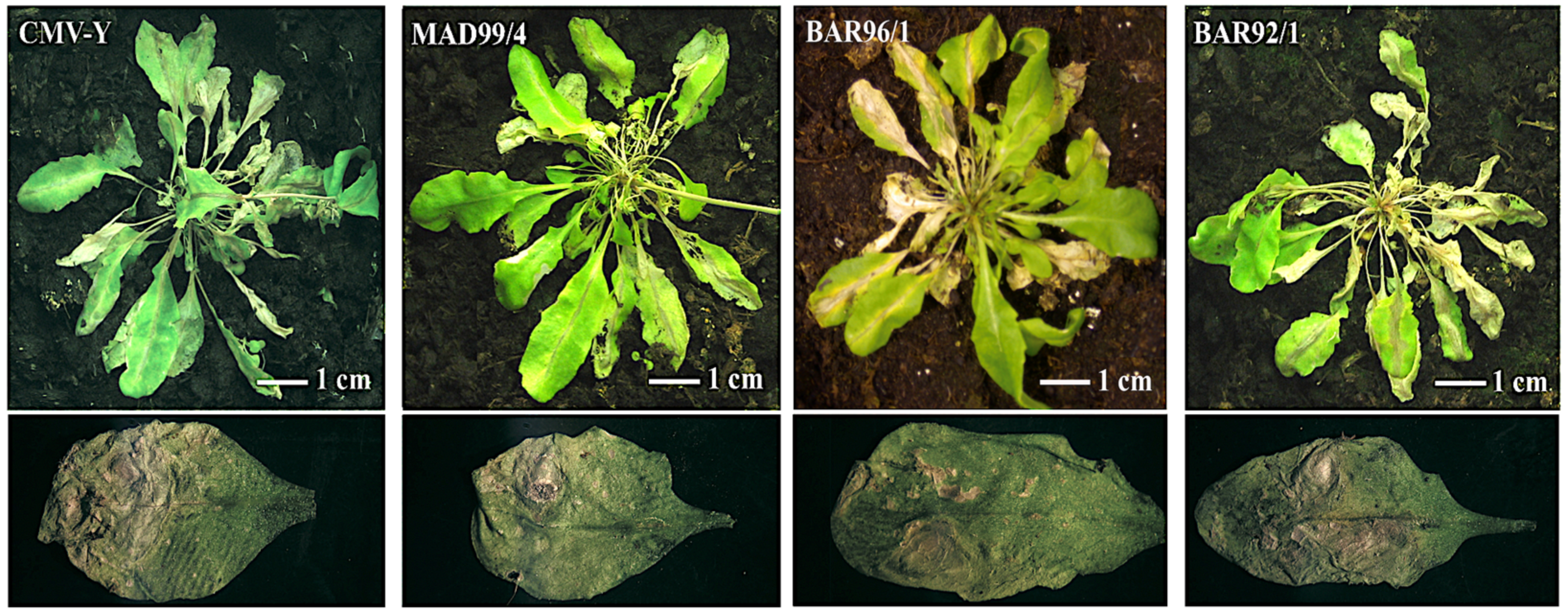 Viruses 14 02790 g005