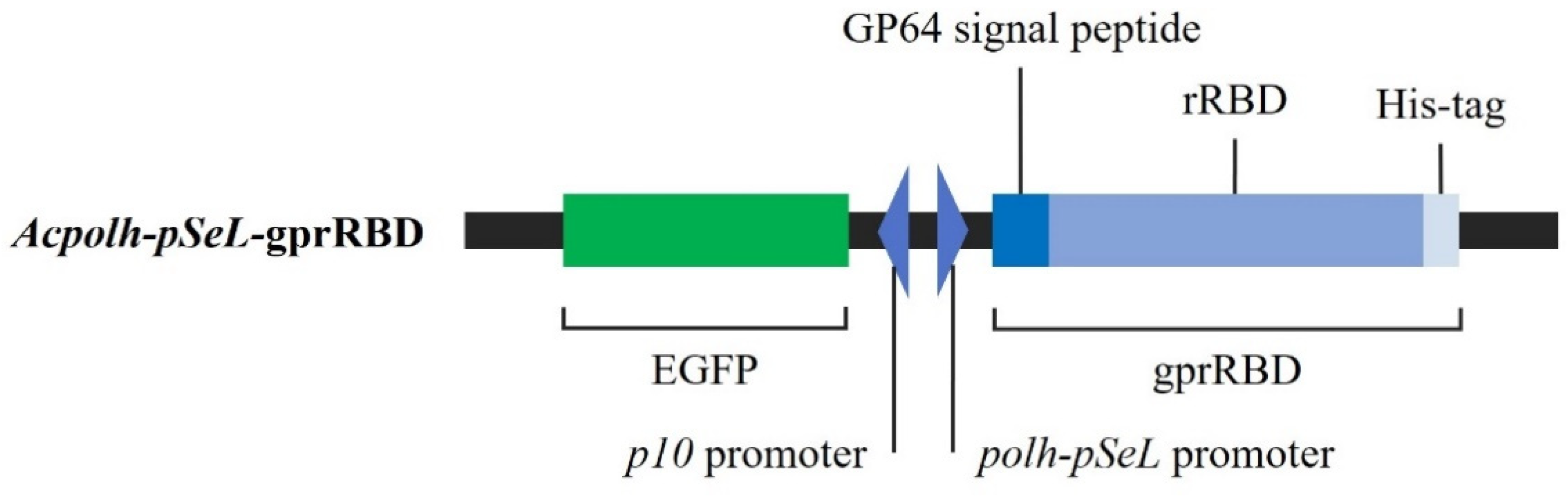 Viruses 14 02794 g001
