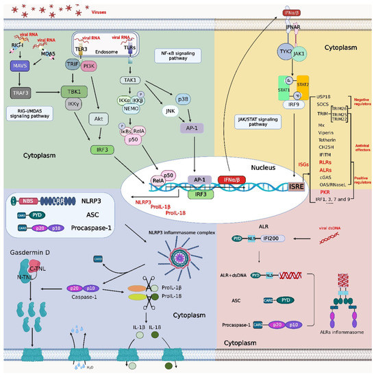 New Insights into the Crosstalk among the Interferon and Inflammatory ...