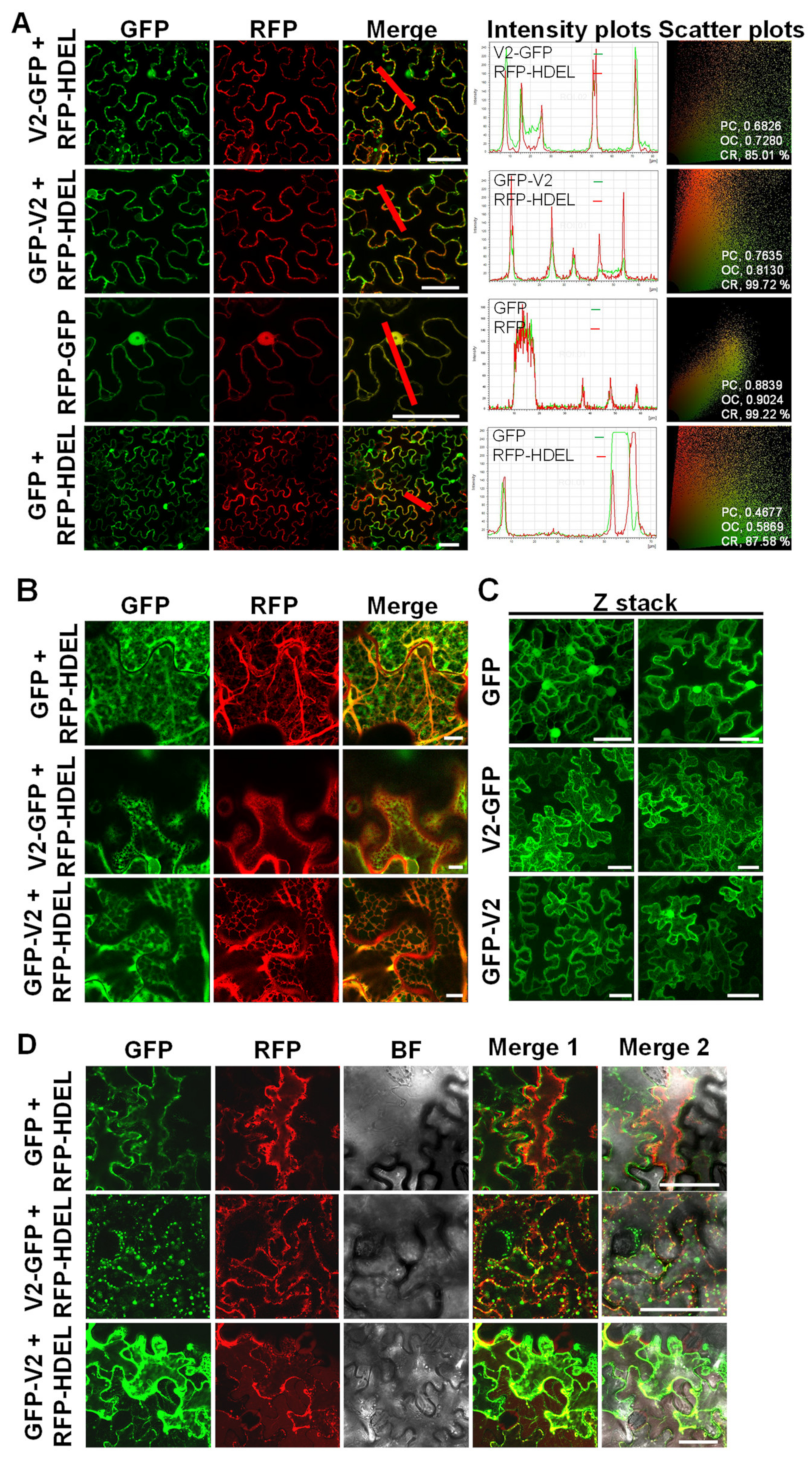 Viruses 14 02804 g001 Viruses 14 02804 g001