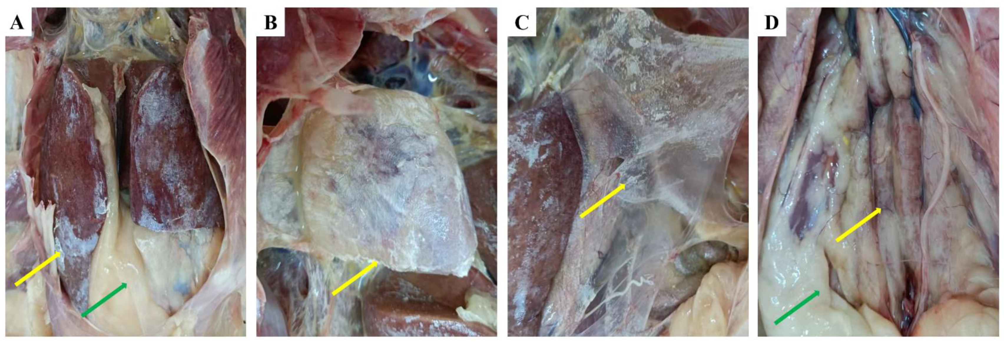 Viruses 14 02806 g001