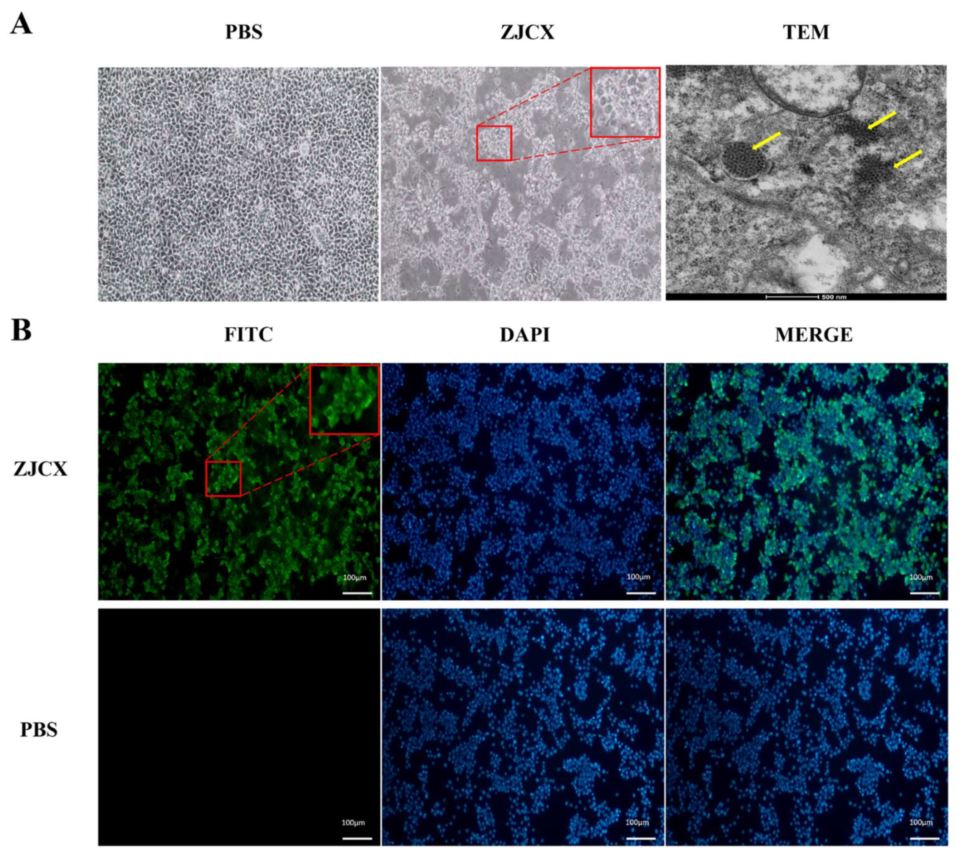 Viruses 14 02806 g002