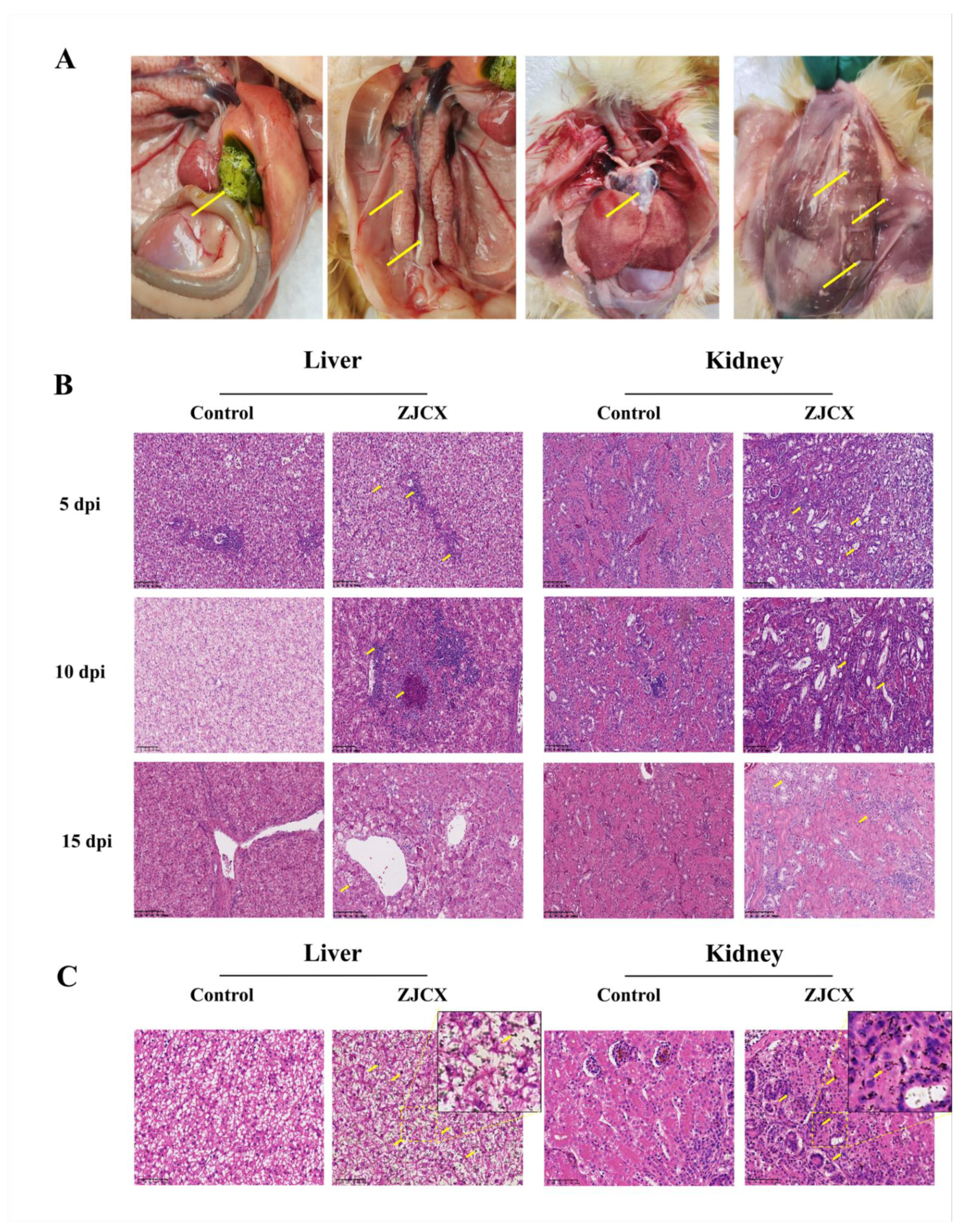 Viruses 14 02806 g005