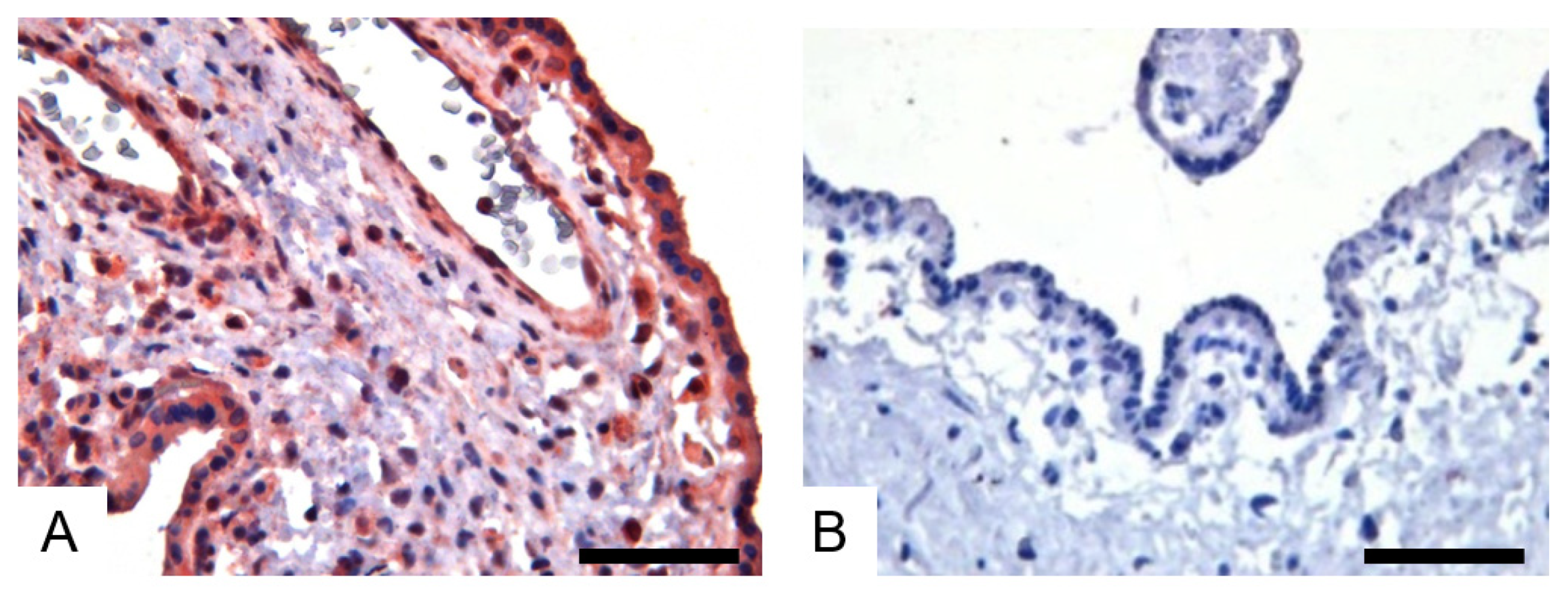 Viruses 14 02807 g004