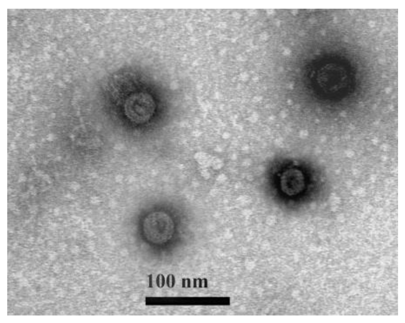Viruses 14 02810 g002