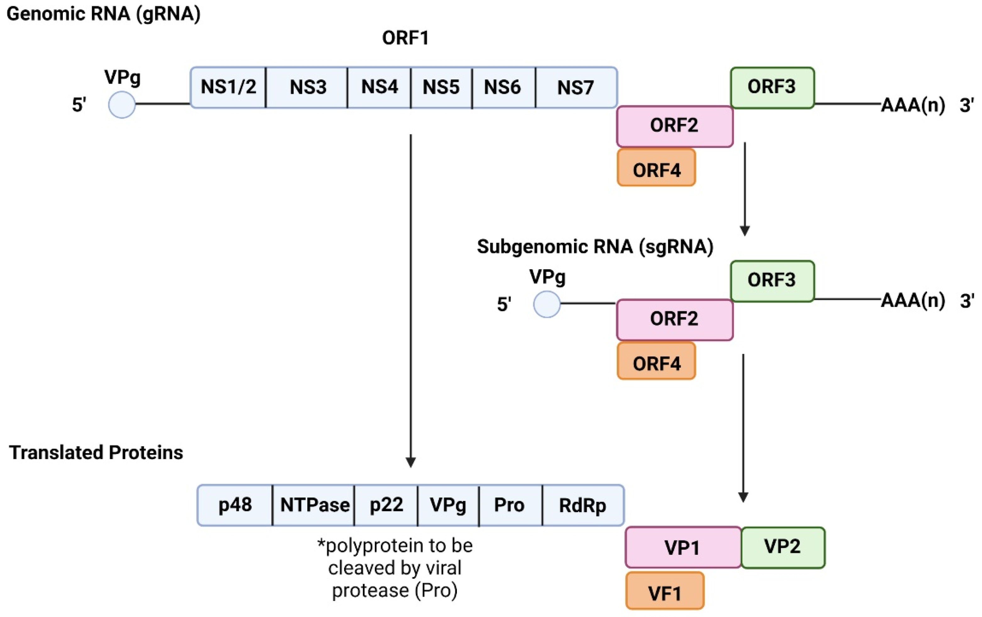 Viruses 14 02811 g001