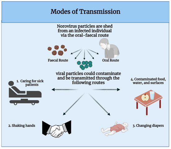 norovirus-transmission
