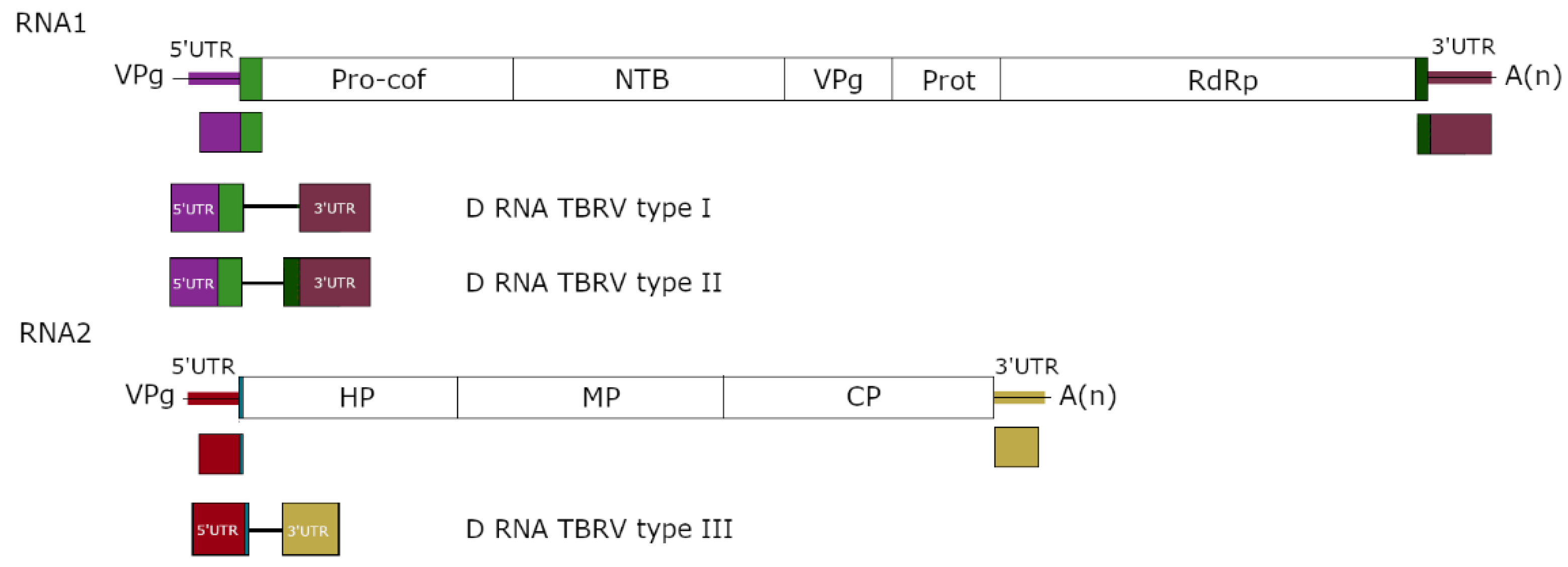 Viruses 14 02814 g002 Viruses 14 02814 g002