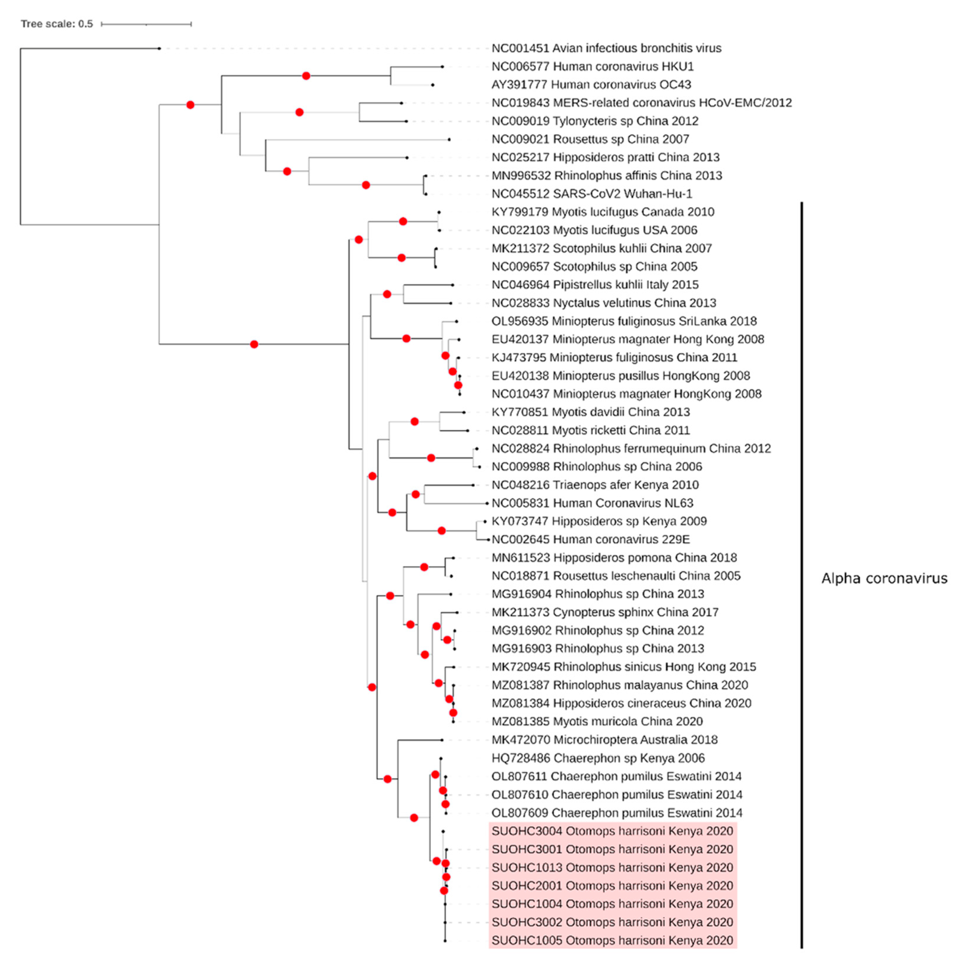 Viruses 14 02820 g002 Viruses 14 02820 g002
