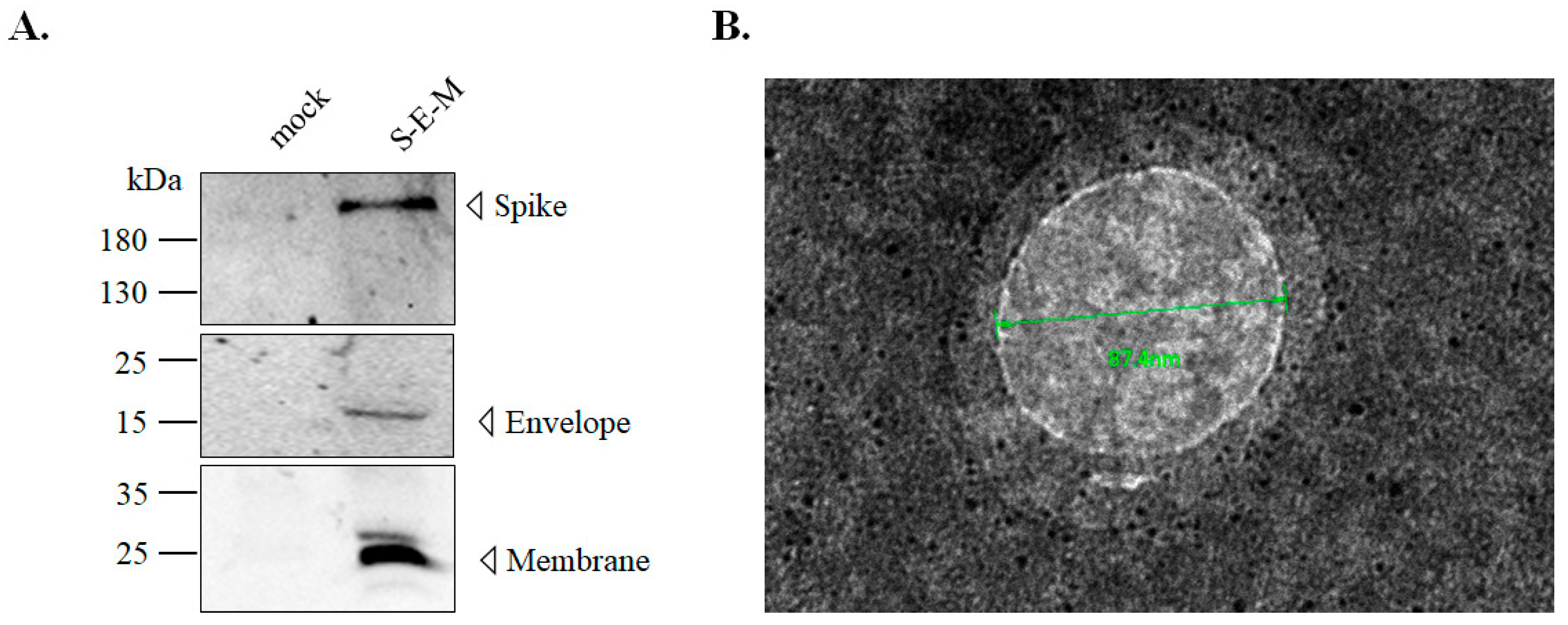 Viruses 14 02825 g003