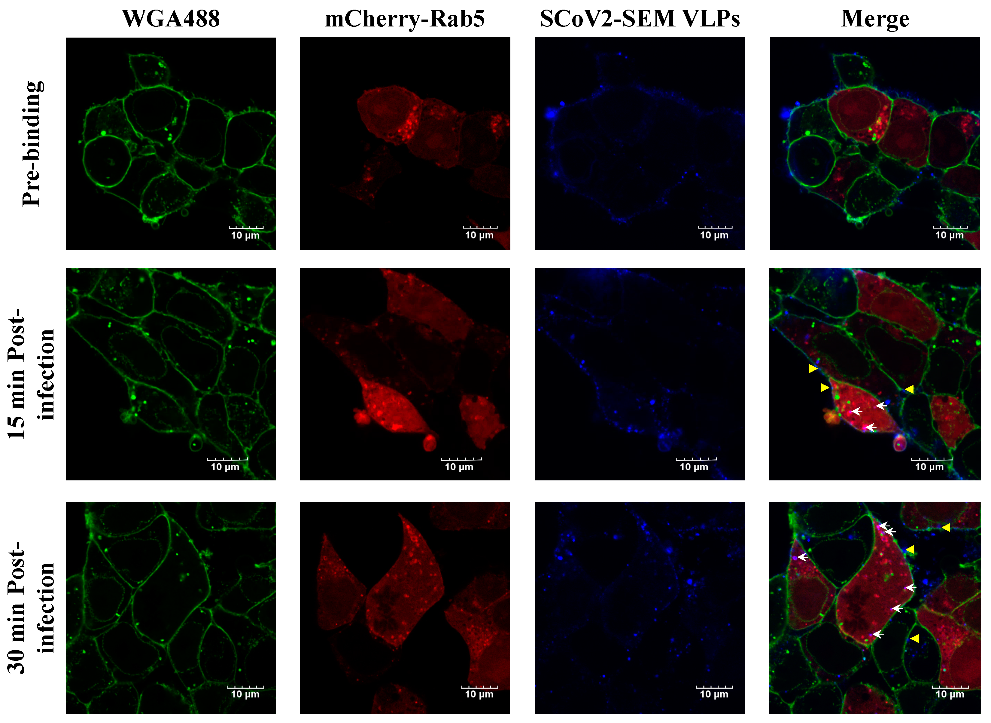 Viruses 14 02825 g005