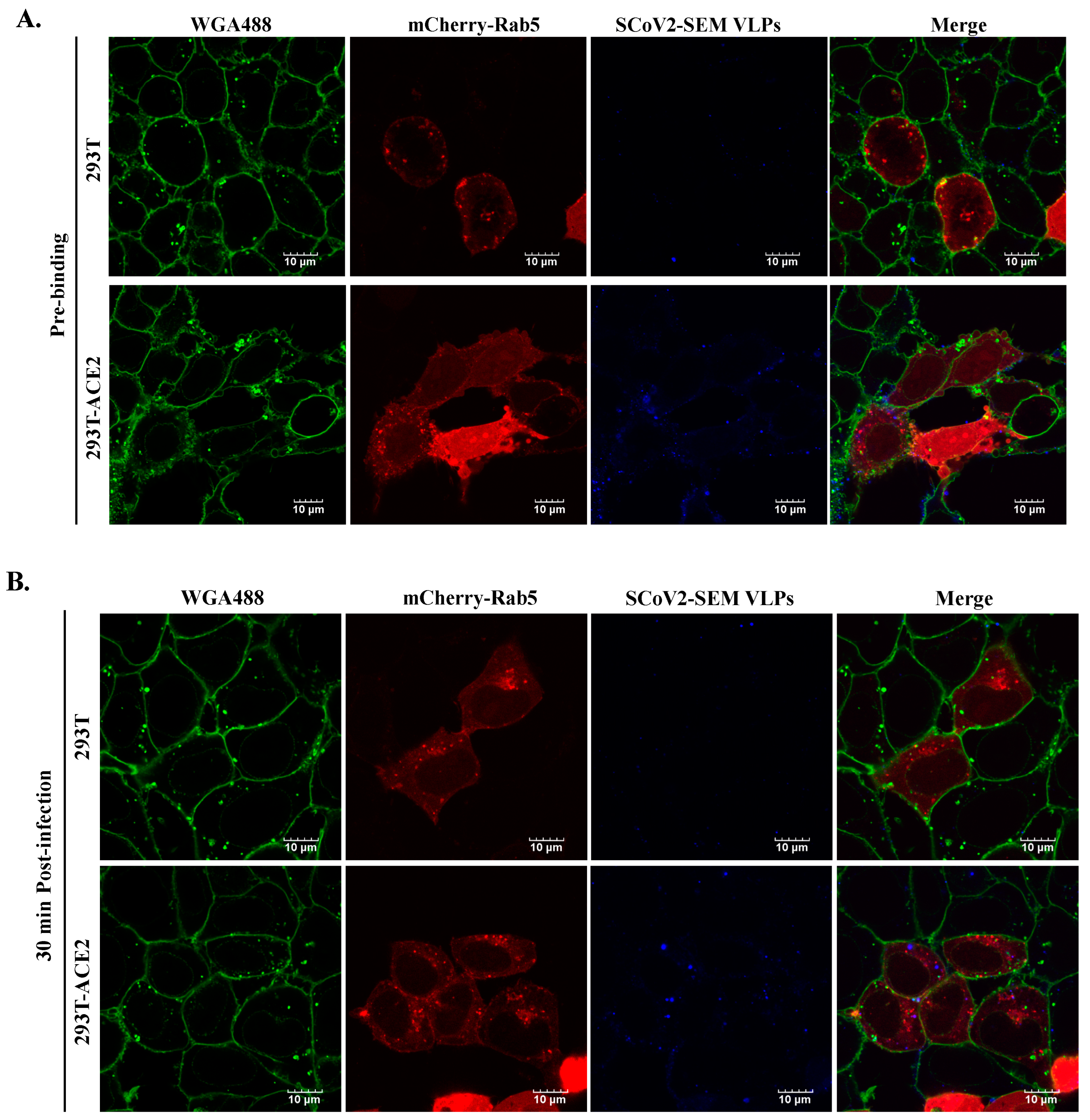 Viruses 14 02825 g006